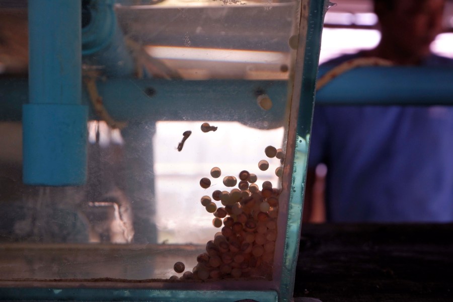 Eel eggs float in a tank raised by eel farmer in Kampong Chhnang province, Cambodia, Wednesday, July 31, 2024. (AP Photo/Aniruddha Ghosal)