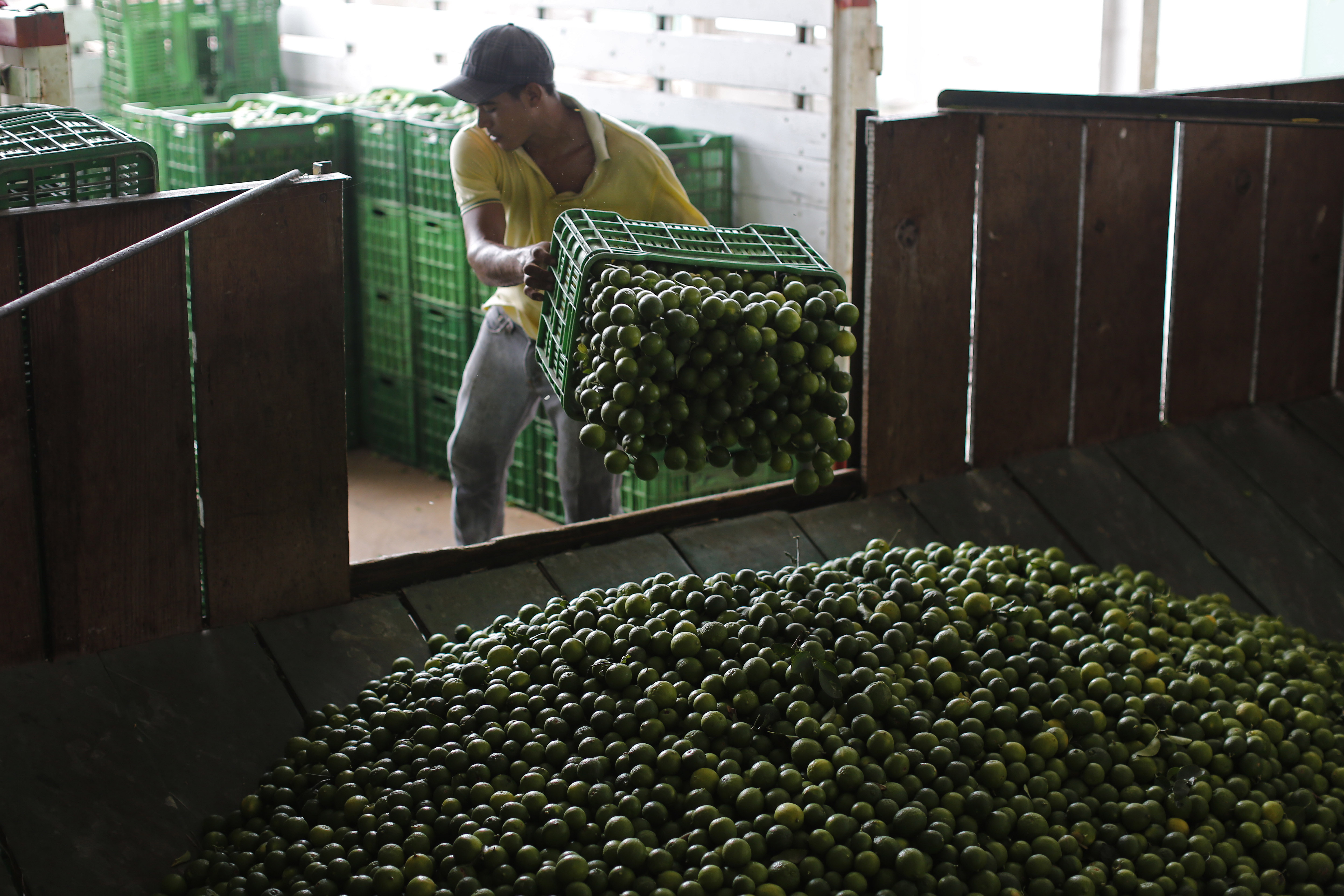 FILE - A worker unloads a truck-full of Mexican limes at a citrus packing plant in La Ruana, in the state of Michoacan, Mexico, Nov. 6, 2023. (AP Photo/Dario Lopez-Mills, File)