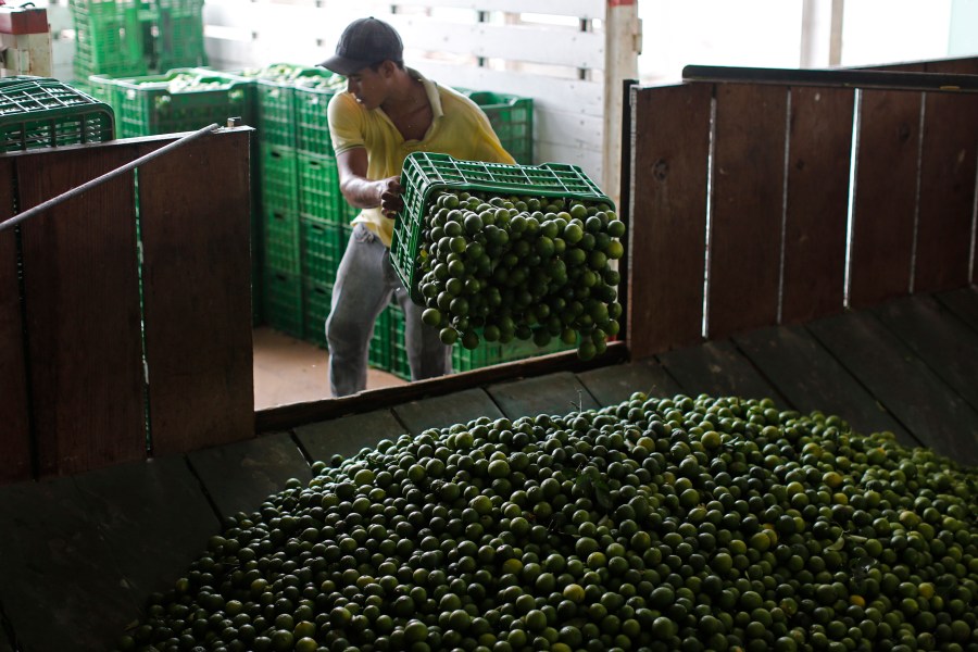 FILE - A worker unloads a truck-full of Mexican limes at a citrus packing plant in La Ruana, in the state of Michoacan, Mexico, Nov. 6, 2023. (AP Photo/Dario Lopez-Mills, File)