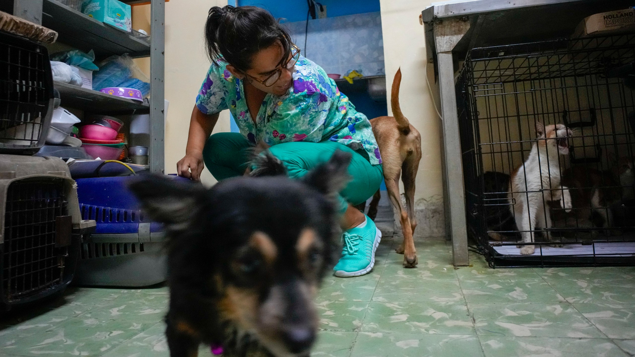 Dogs and cats for adoption live at the Adoptions for Love animal shelter in Havana, Cuba, Wednesday, Oct. 2, 2024. (AP Photo/Ramon Espinosa)