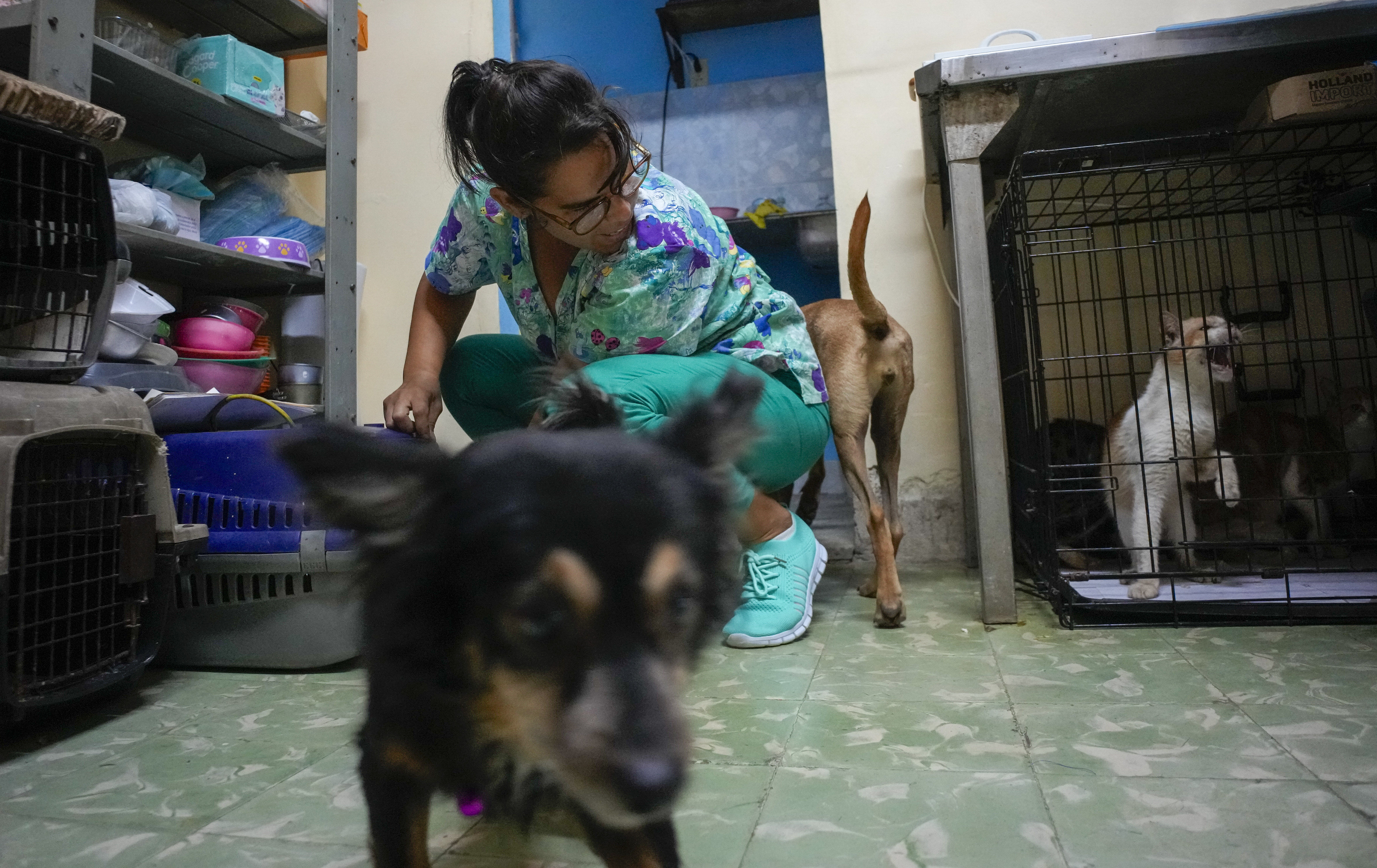 Dogs and cats for adoption live at the Adoptions for Love animal shelter in Havana, Cuba, Wednesday, Oct. 2, 2024. (AP Photo/Ramon Espinosa)