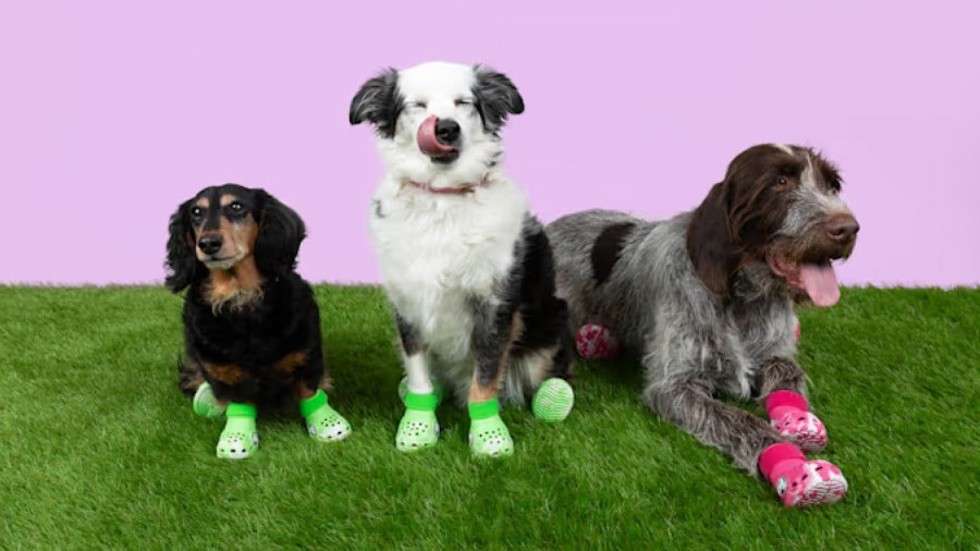 Crocs / Crocs releases a line of Crocs for dogs for ‘Croctober’