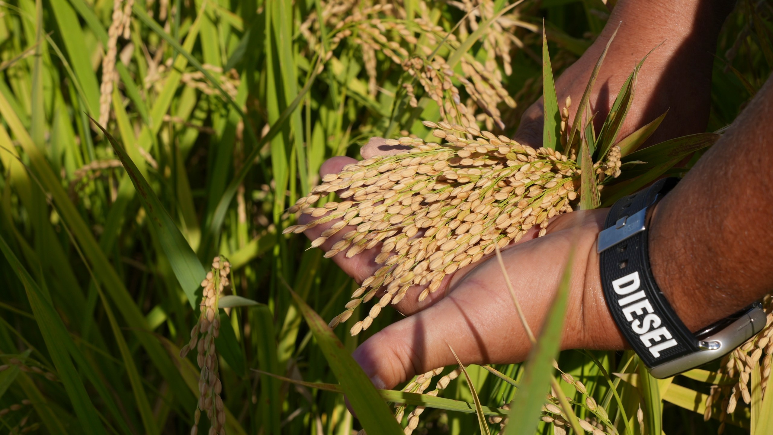 A manager at Saitama's Agricultural Technology Research Centre shows grains of new variety of rice "Emihokoro" in Kumagaya, Japan on Sept. 26, 2024. (AP Photo/Ayaka McGill)