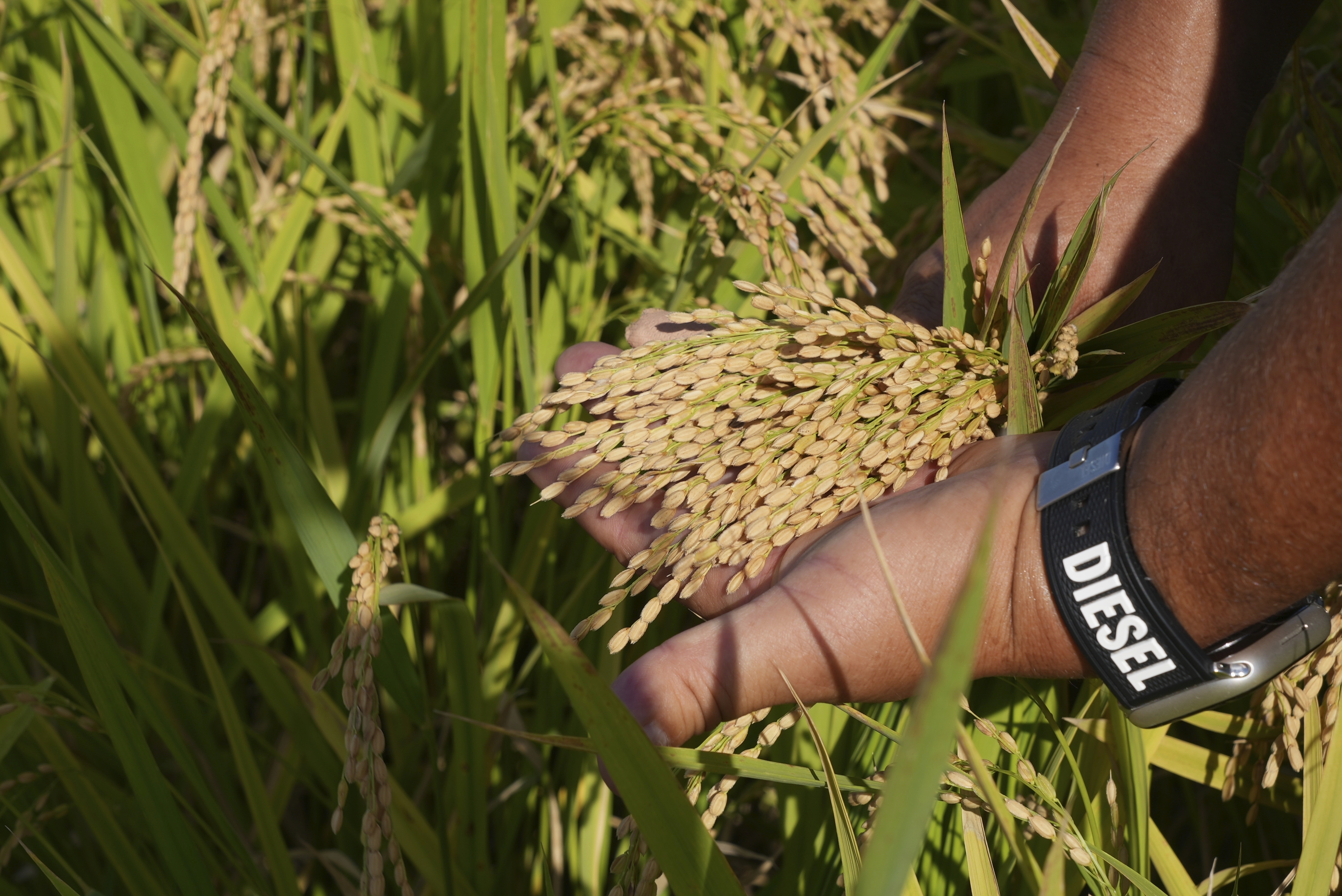 A manager at Saitama's Agricultural Technology Research Centre shows grains of new variety of rice "Emihokoro" in Kumagaya, Japan on Sept. 26, 2024. (AP Photo/Ayaka McGill)