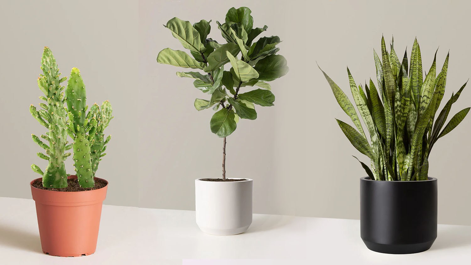 BestReviews illustration / 9 houseplants that are almost impossible to kill