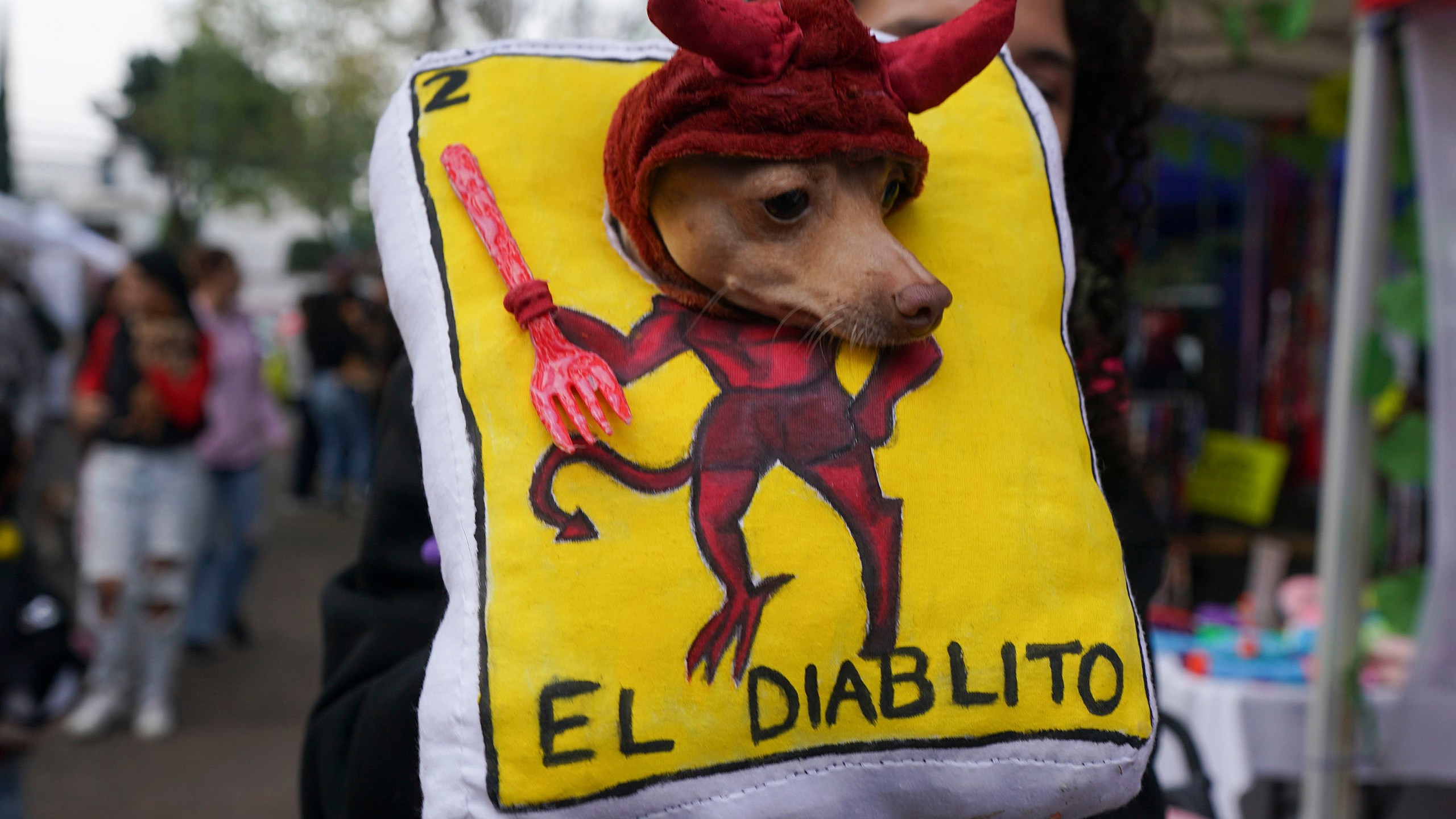 An owner shows off her pet dressed as a Lotería game card during a pet costume contest as part of the Day of the Dead festivities, in Mexico City, Sunday, Oct. 27, 2024. (AP Photo/Fabiola Sanchez)