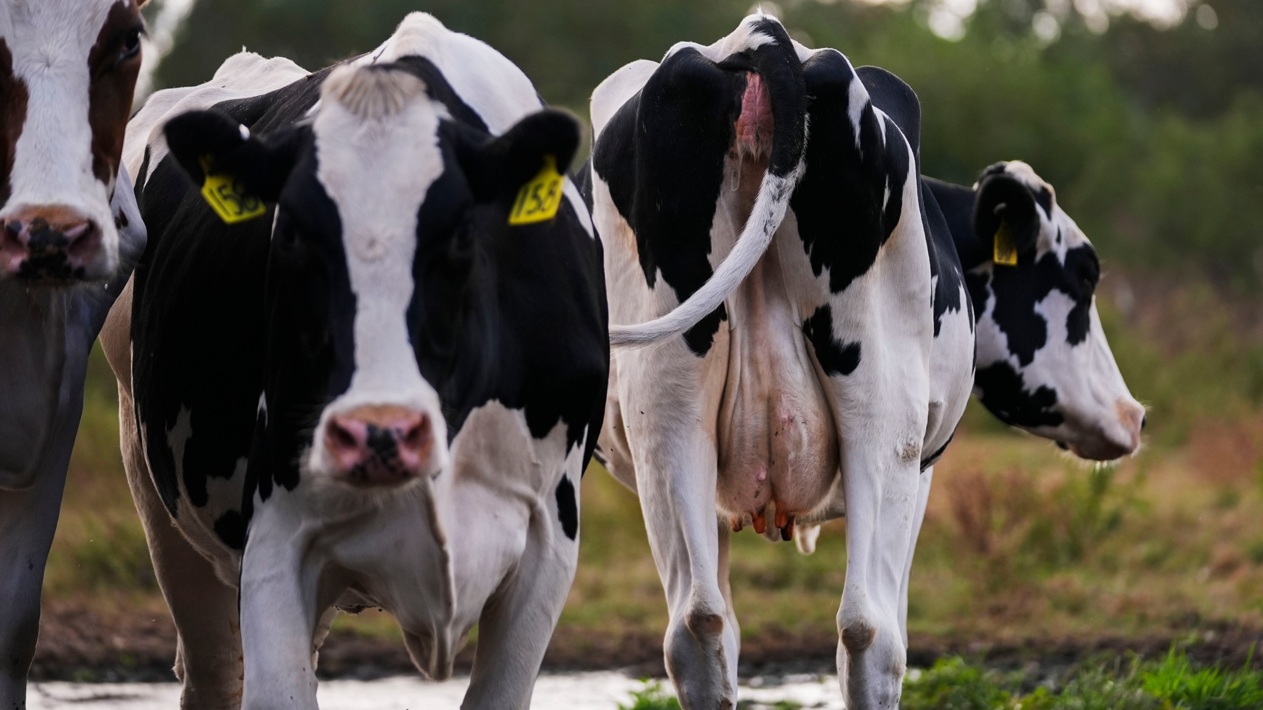 Cows turn to pasture after their 3:00 PM milking, at the Jarrell Bros. Dairy Farm in Kentwood, La., Wednesday, Oct. 30, 2024. (AP Photo/Gerald Herbert)