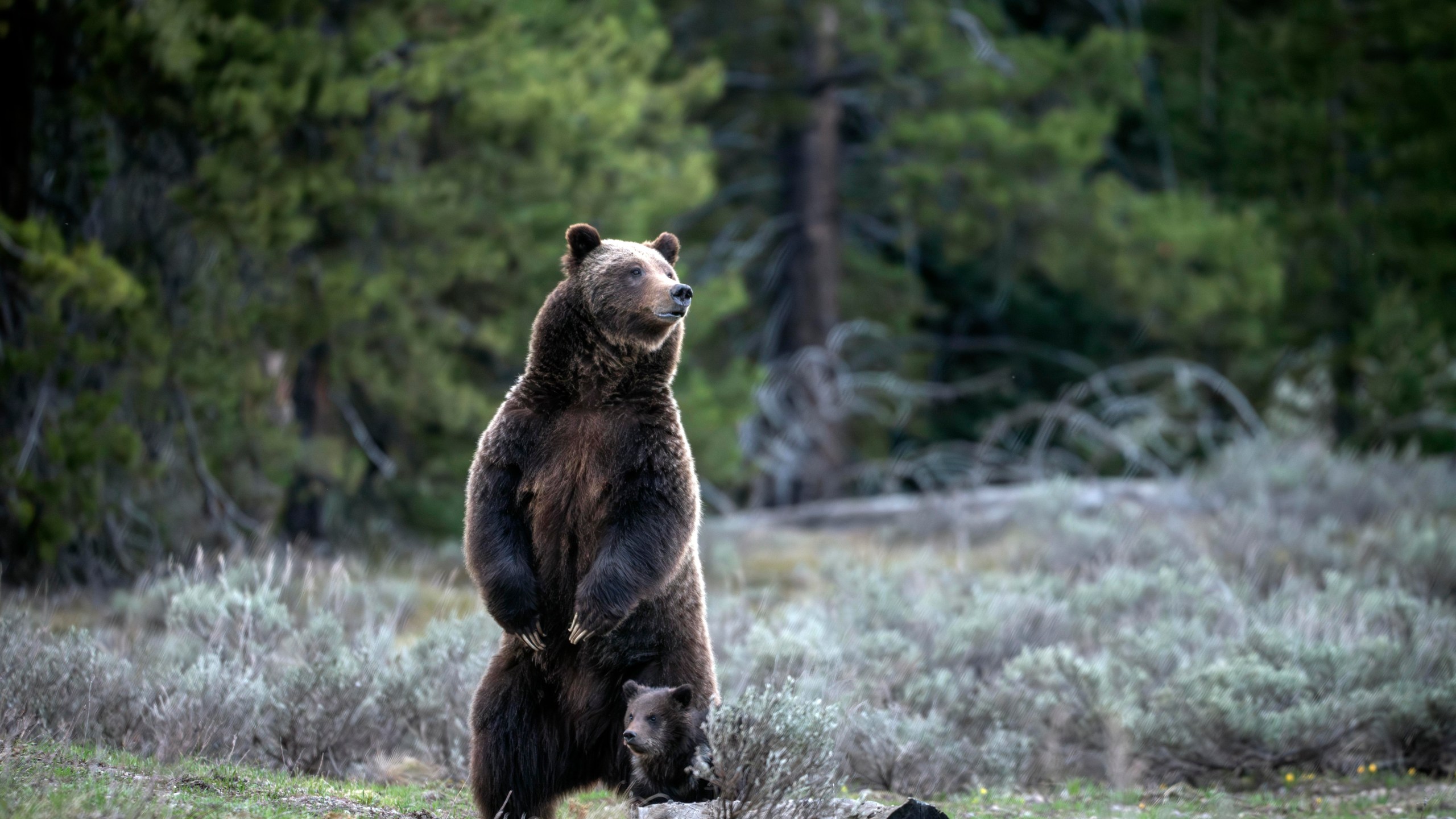 In this undated photo provided by Grand Teton National Park a grizzly bear known as No. 399 stands along side a cub. (C. Adams/Grand Teton National Park via AP)