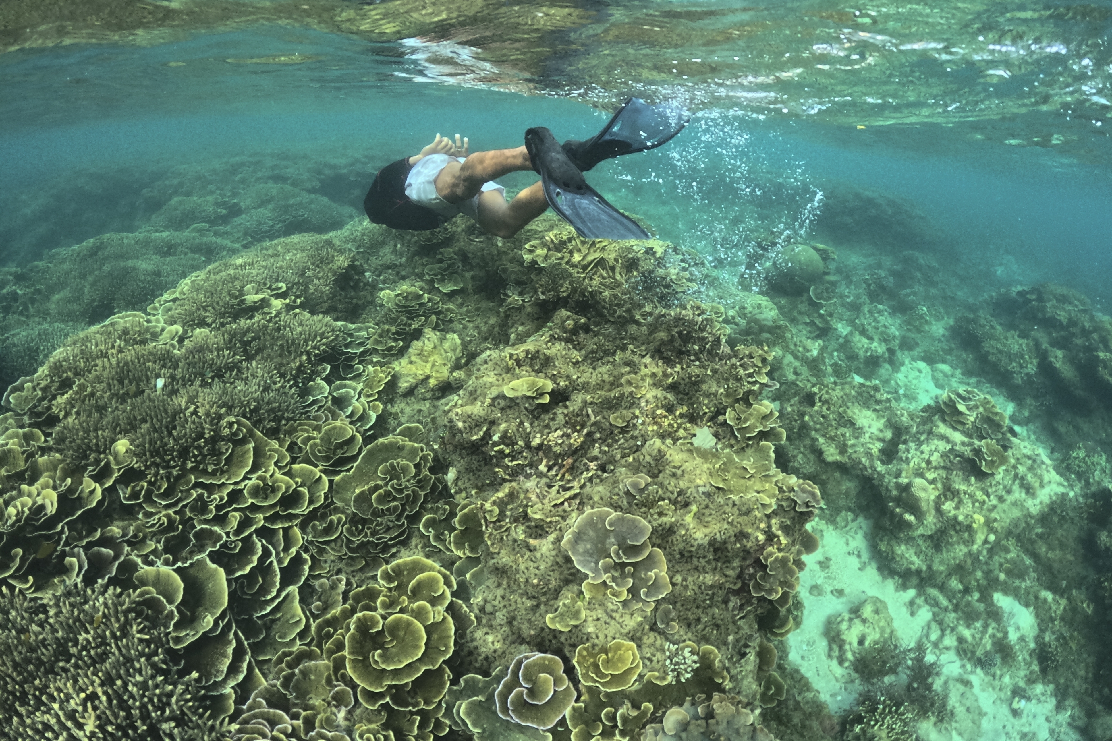 FILE - A man swims along coral reefs off Verde Island, Batangas province, Philippines on Jan. 24, 2024. (AP Photo/Aaron Favila, File)