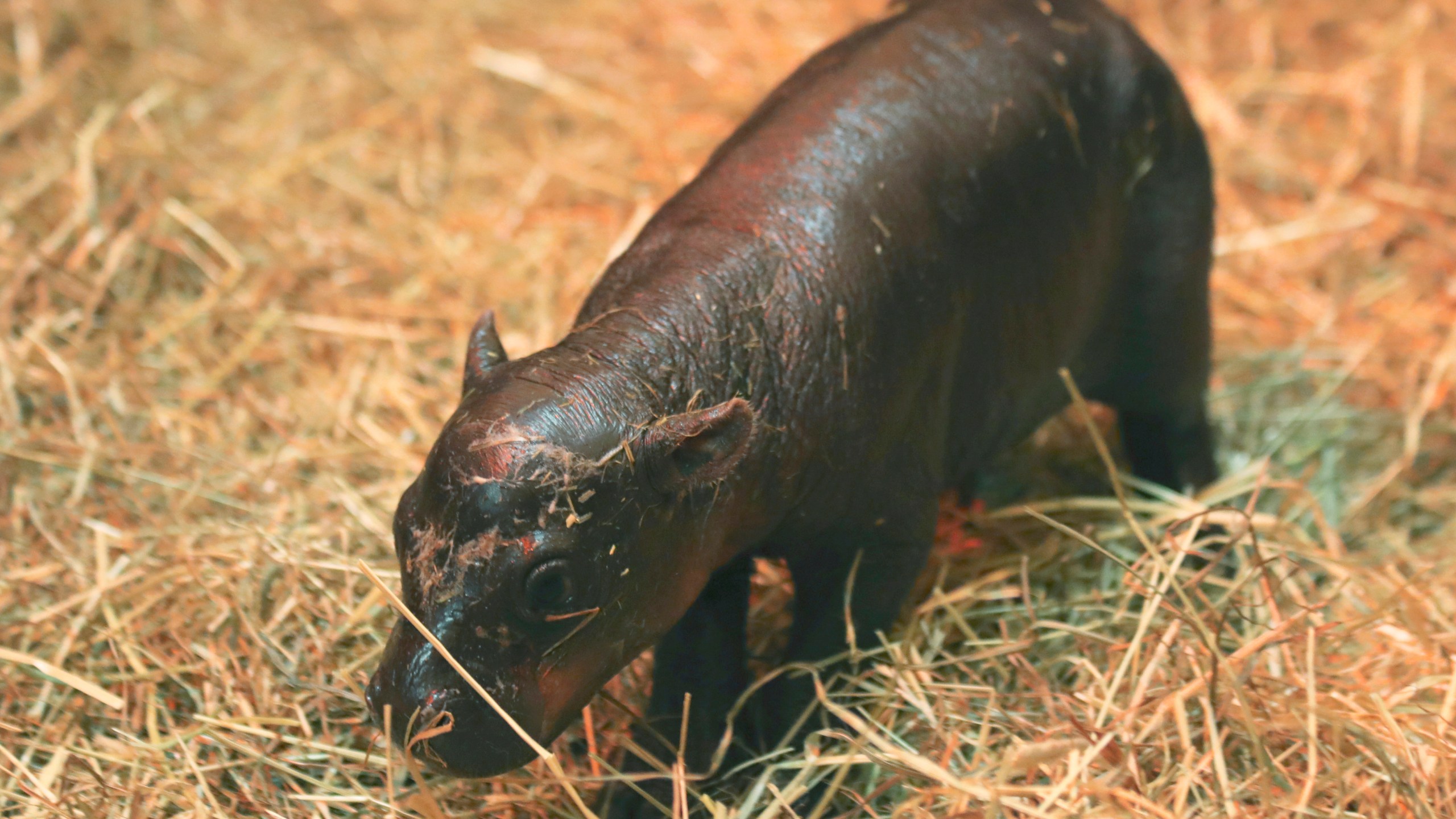 This photo taken on Oct. 31, 2024 and made available by RZSS shows newborn pygmy hippo named Haggis, born at Edinburgh Zoo, Edinburgh, Scotland. (Laura Moore/Royal Zoological Society of Scotland via AP)