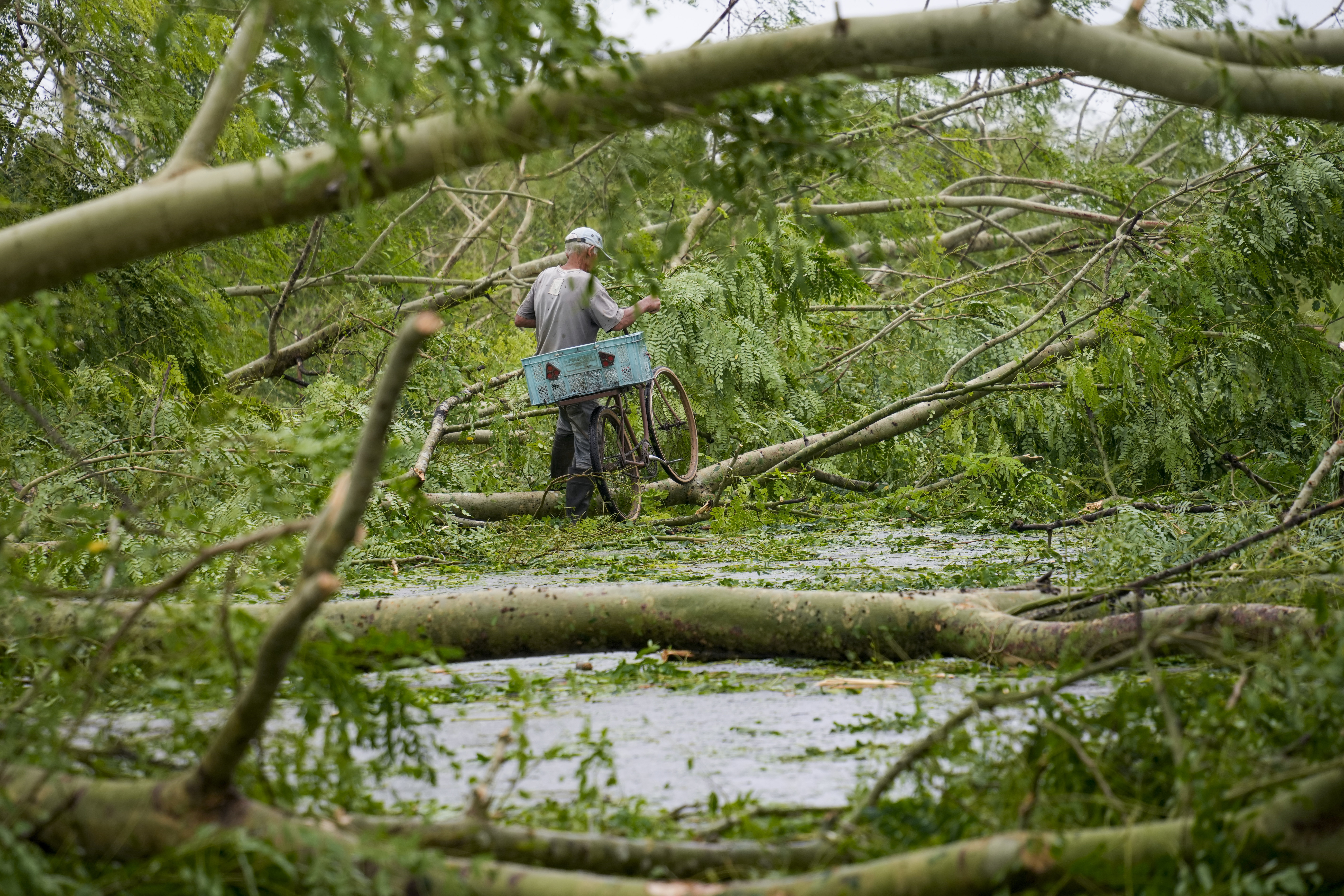 A man makes his way through trees brought down by Hurricane Rafael along the road leading to San Antonio de los Banos, Cuba, Thursday, Nov. 7, 2024. (AP Photo/Ramon Espinosa)