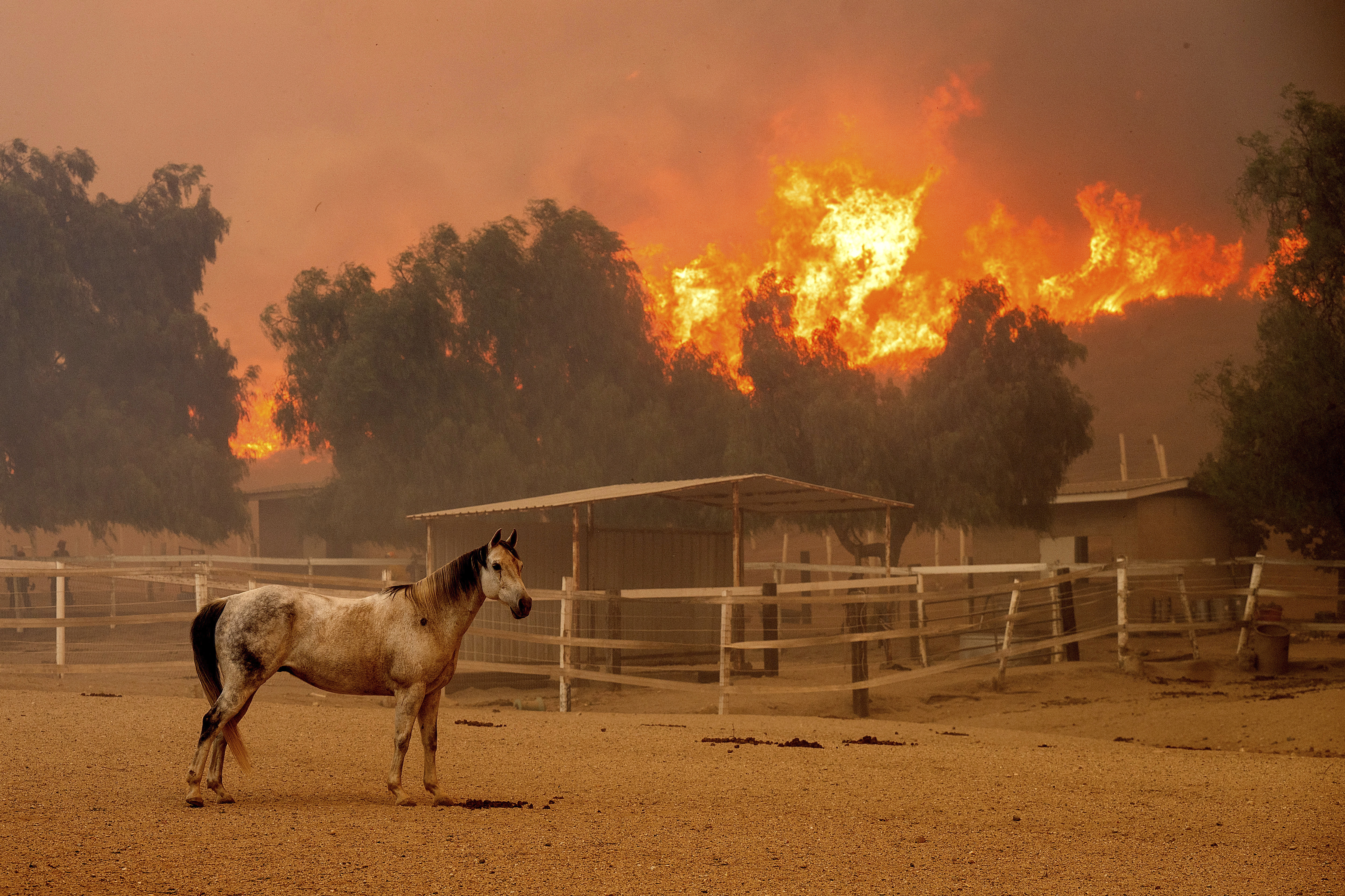 Flames from the Mountain Fire leap along a hillside as a horse stands in an enclosure at Swanhill Farms in Moorpark, Calif., on Thursday, Nov. 7, 2024. (AP Photo/Noah Berger)