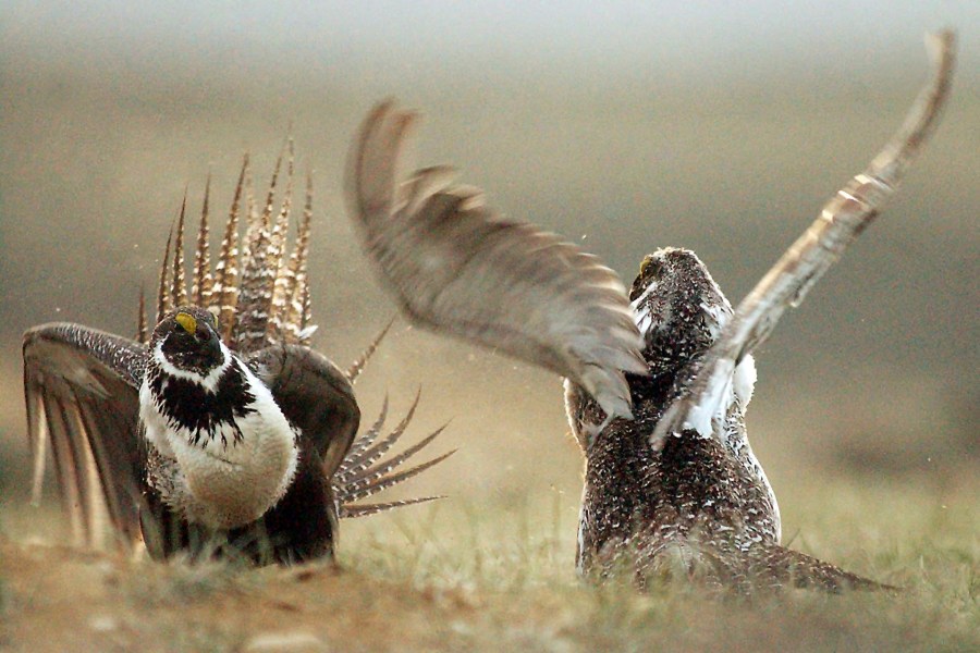 FILE - In this May 9, 2008, file photo, male sage grouses fight for the attention of females southwest of Rawlins, Wyo. (Jerret Raffety/The Rawlins Daily Times via AP)