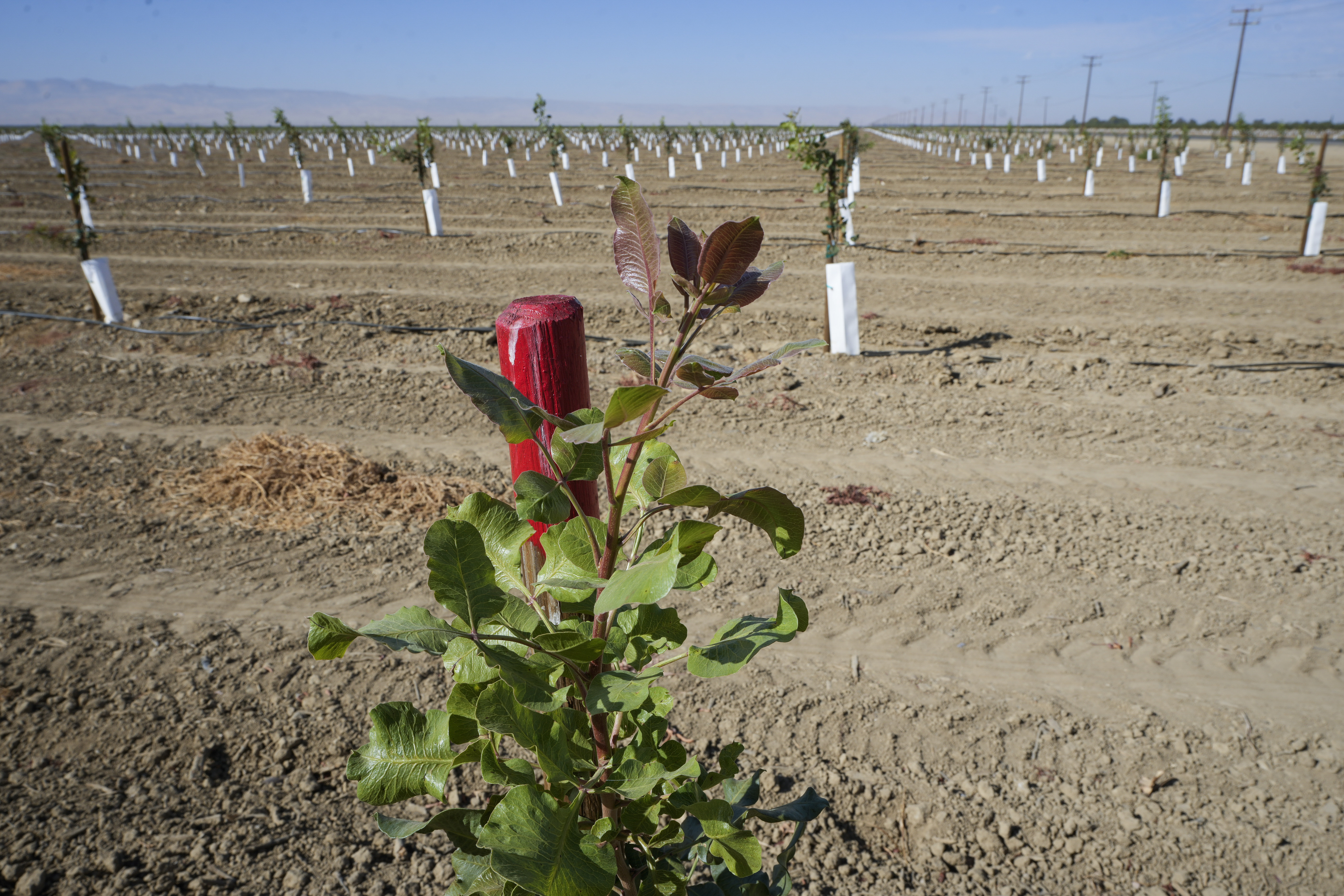 A pistachio plant is marked at the Wonderful Pistachios & Almonds in Lost Hills, Calif., on Friday, Oct. 25, 2024. (AP Photo/Damian Dovarganes)