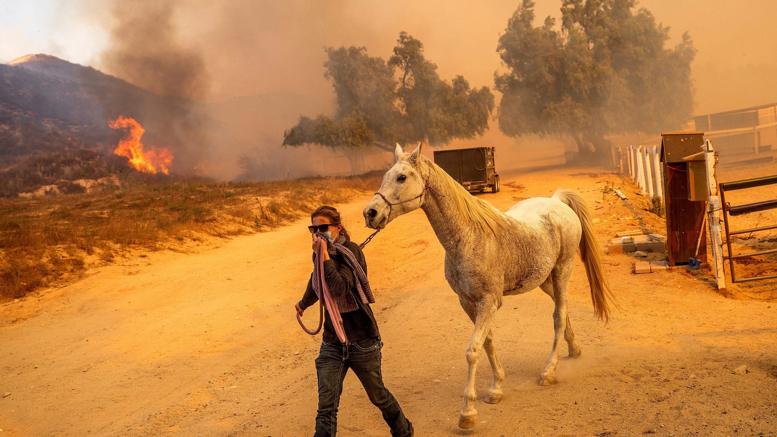 Tiffany Hobelman leads Koshan from an enclosure at Swanhill Farms as the Mountain Fire burns in Moorpark, Calif., Nov. 7, 2024. (AP Photo/Noah Berger)