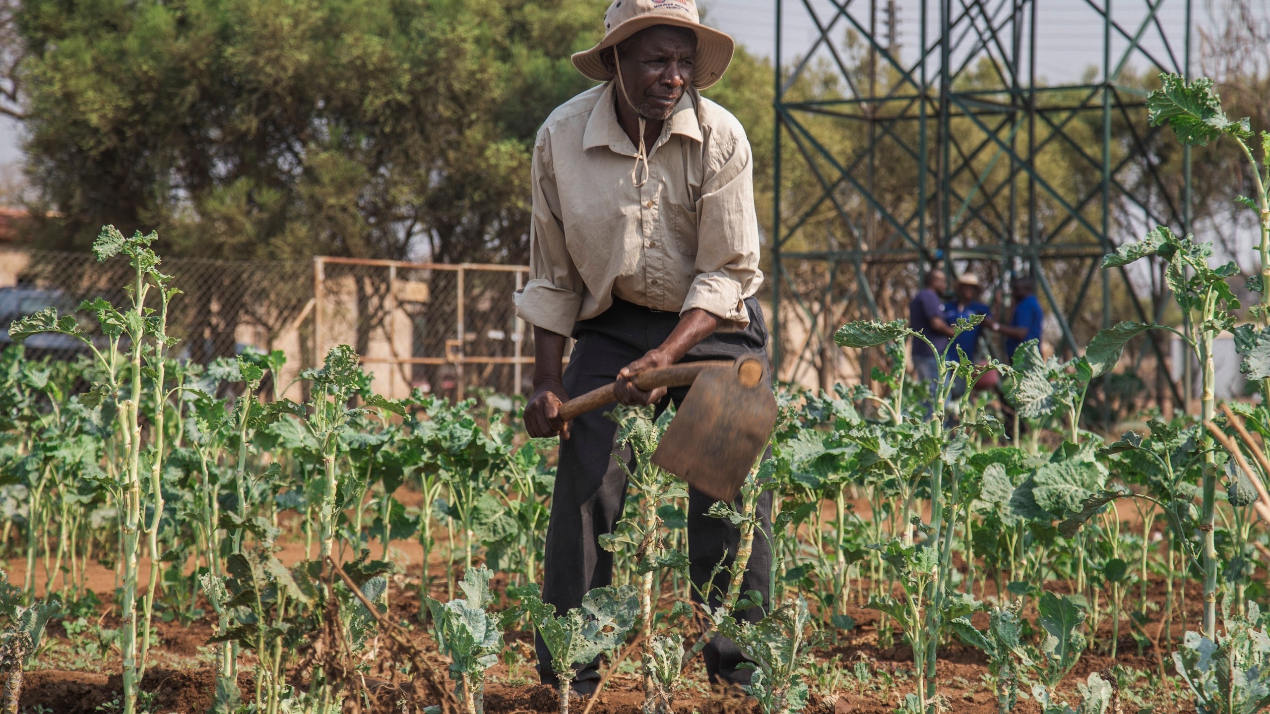 A villager tends to his vegetable garden that is part of a climate-smart agriculture program funded by the United States Agency for International Development in Chipinge, Zimbabwe, Thursday, Sept. 19, 2024. (AP Photo/Aaron Ufumeli)