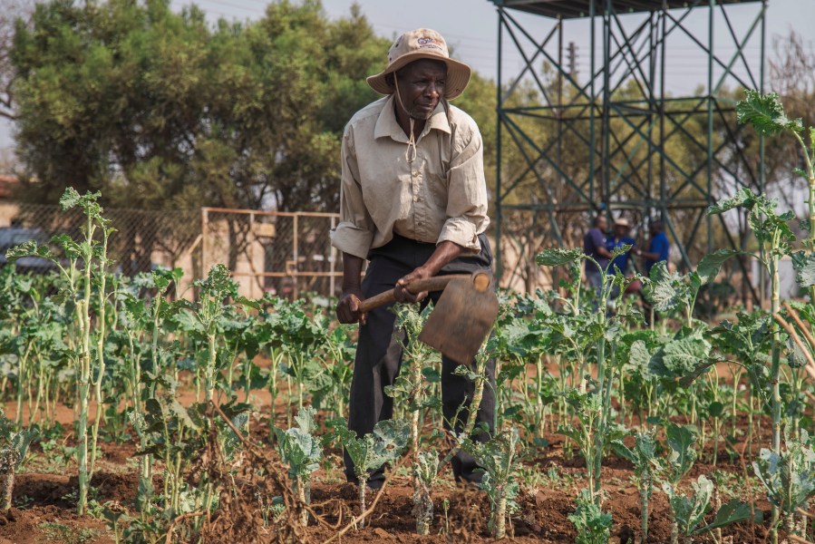 A villager tends to his vegetable garden that is part of a climate-smart agriculture program funded by the United States Agency for International Development in Chipinge, Zimbabwe, Thursday, Sept. 19, 2024. (AP Photo/Aaron Ufumeli)