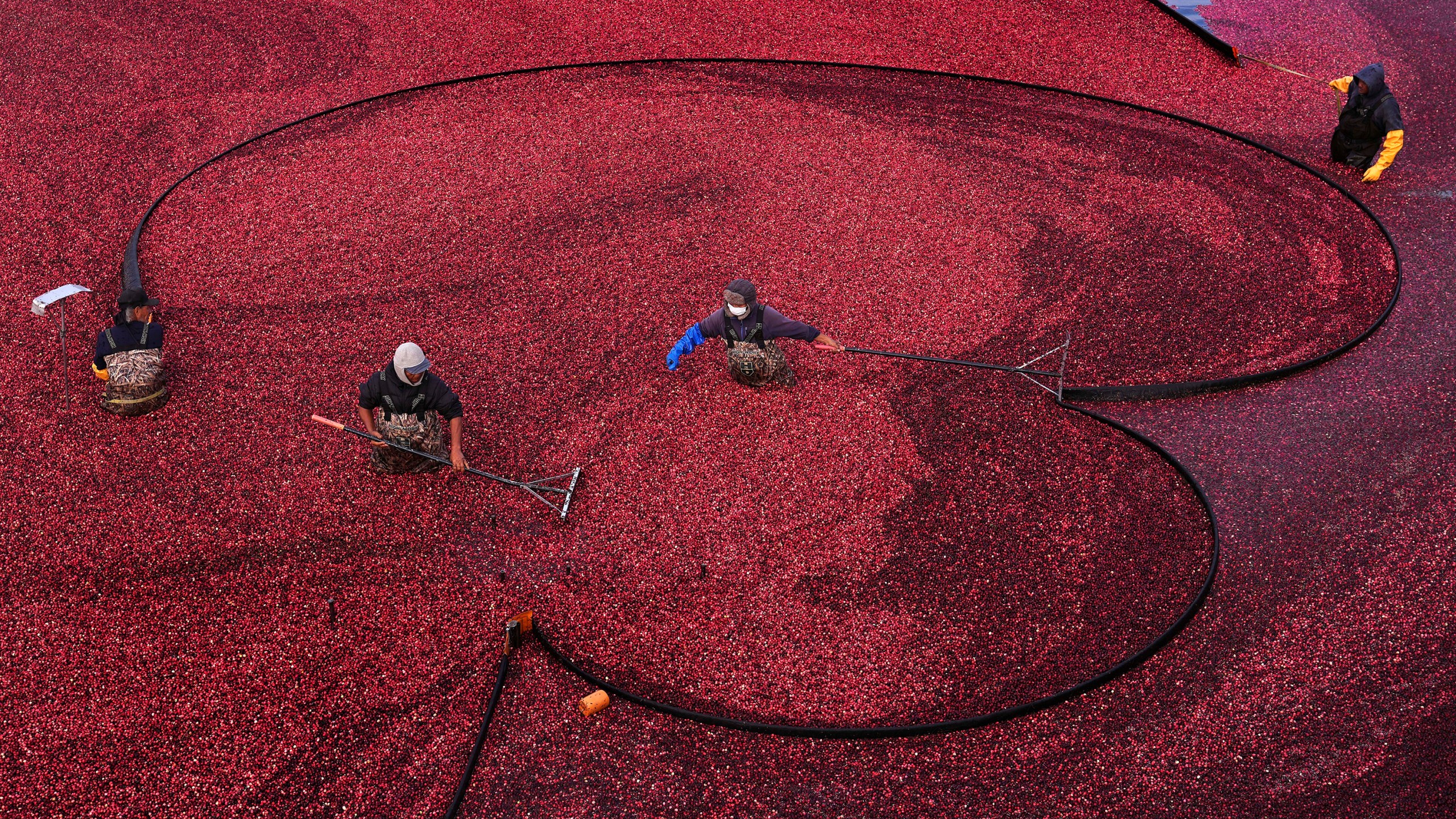 FILE - Workers position floating booms while wet harvesting cranberries at Rocky Meadow Bog, Nov. 1, 2024, in Middleborough, Mass. (AP Photo/Charles Krupa, File)