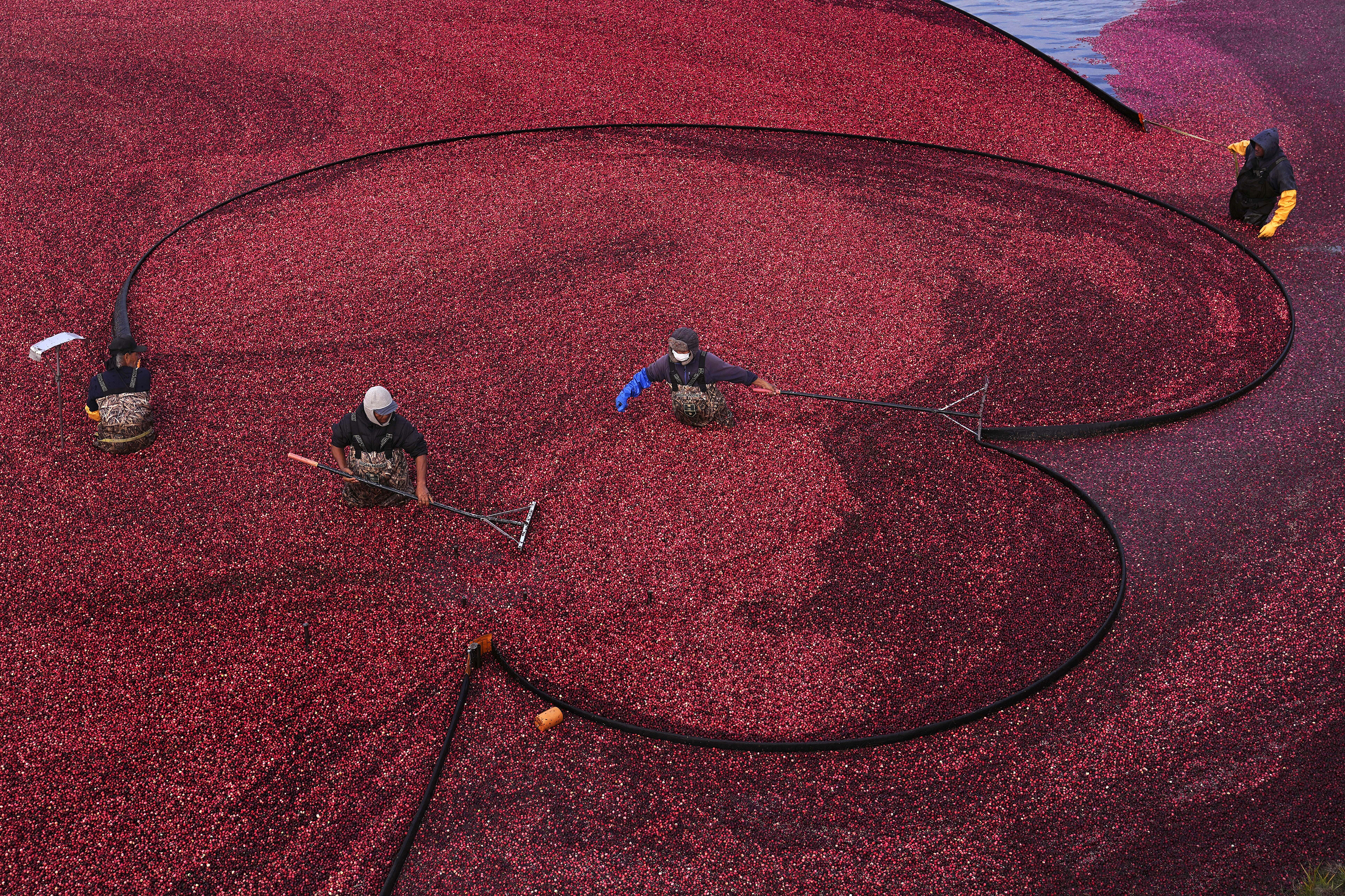 FILE - Workers position floating booms while wet harvesting cranberries at Rocky Meadow Bog, Nov. 1, 2024, in Middleborough, Mass. (AP Photo/Charles Krupa, File)