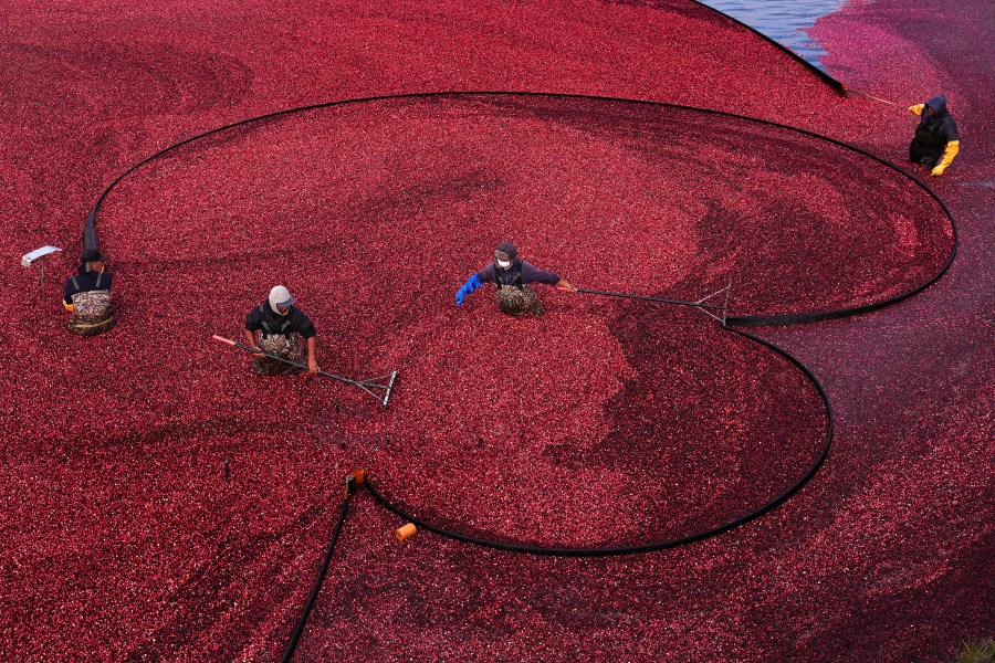 FILE - Workers position floating booms while wet harvesting cranberries at Rocky Meadow Bog, Nov. 1, 2024, in Middleborough, Mass. (AP Photo/Charles Krupa, File)