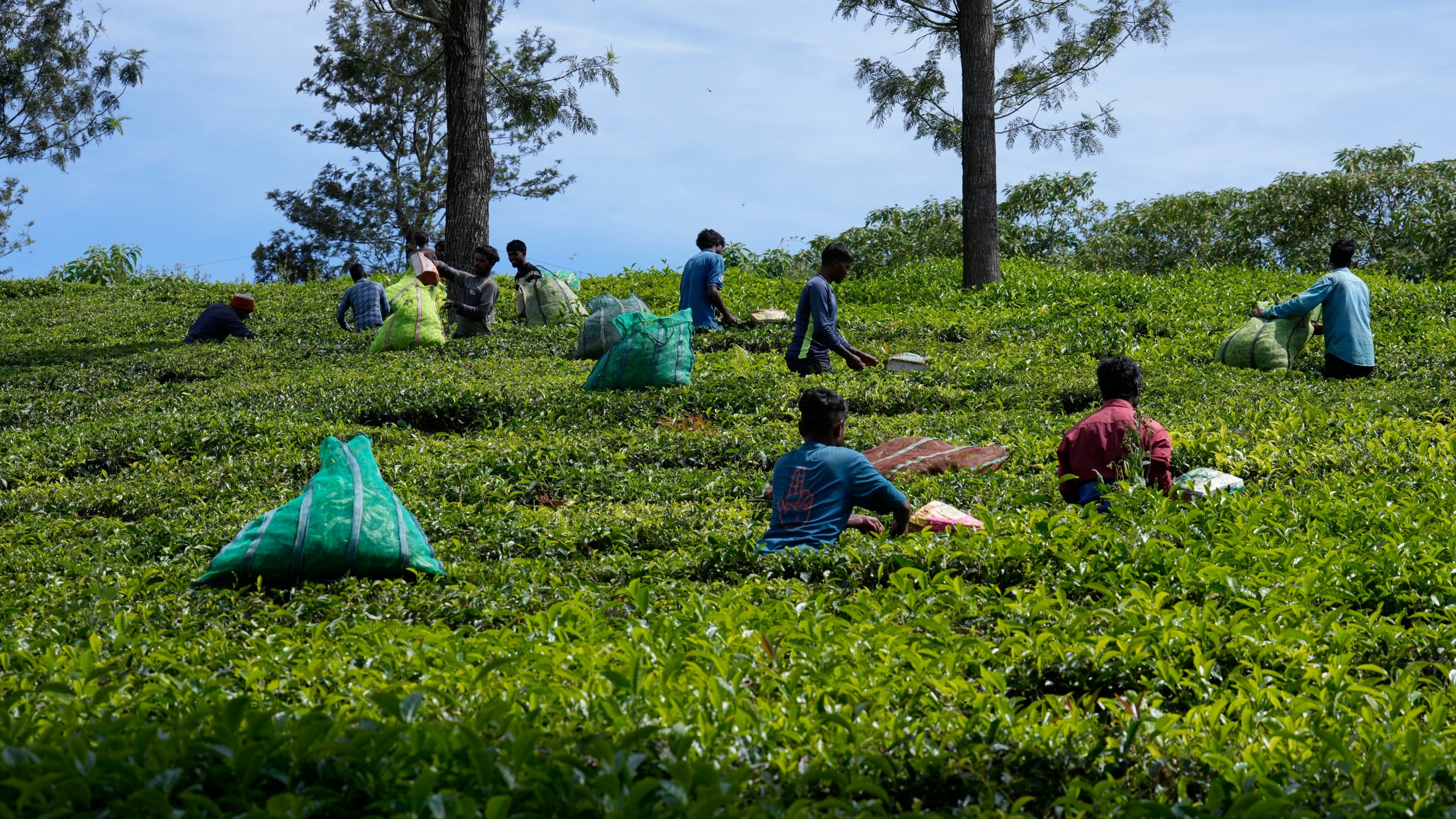 Workers pluck tea leaves using cutters at a tea estate in Nilgiris district, India, Wednesday, Sept. 25, 2024. (AP Photo/Aijaz Rahi)