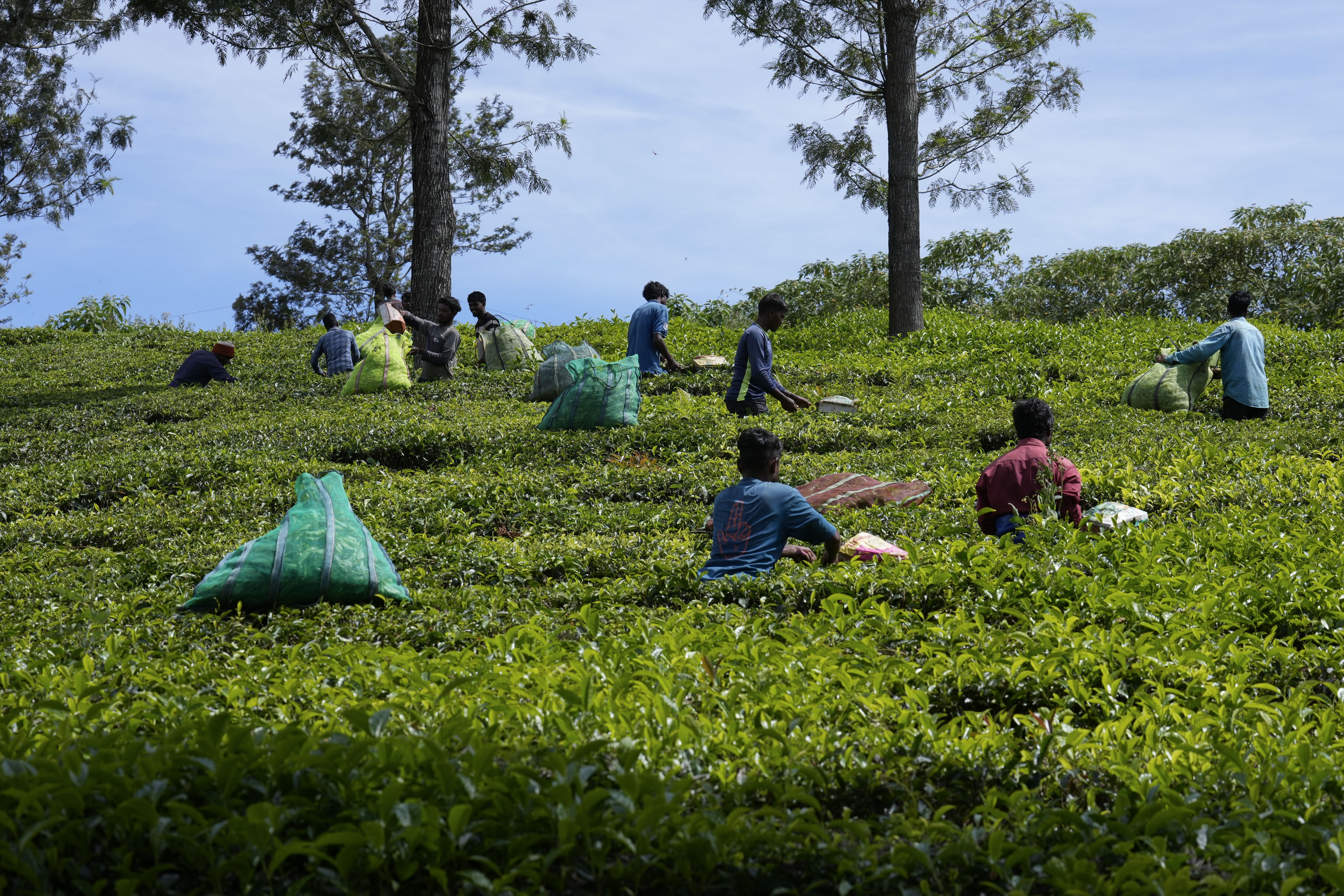 Workers pluck tea leaves using cutters at a tea estate in Nilgiris district, India, Wednesday, Sept. 25, 2024. (AP Photo/Aijaz Rahi)