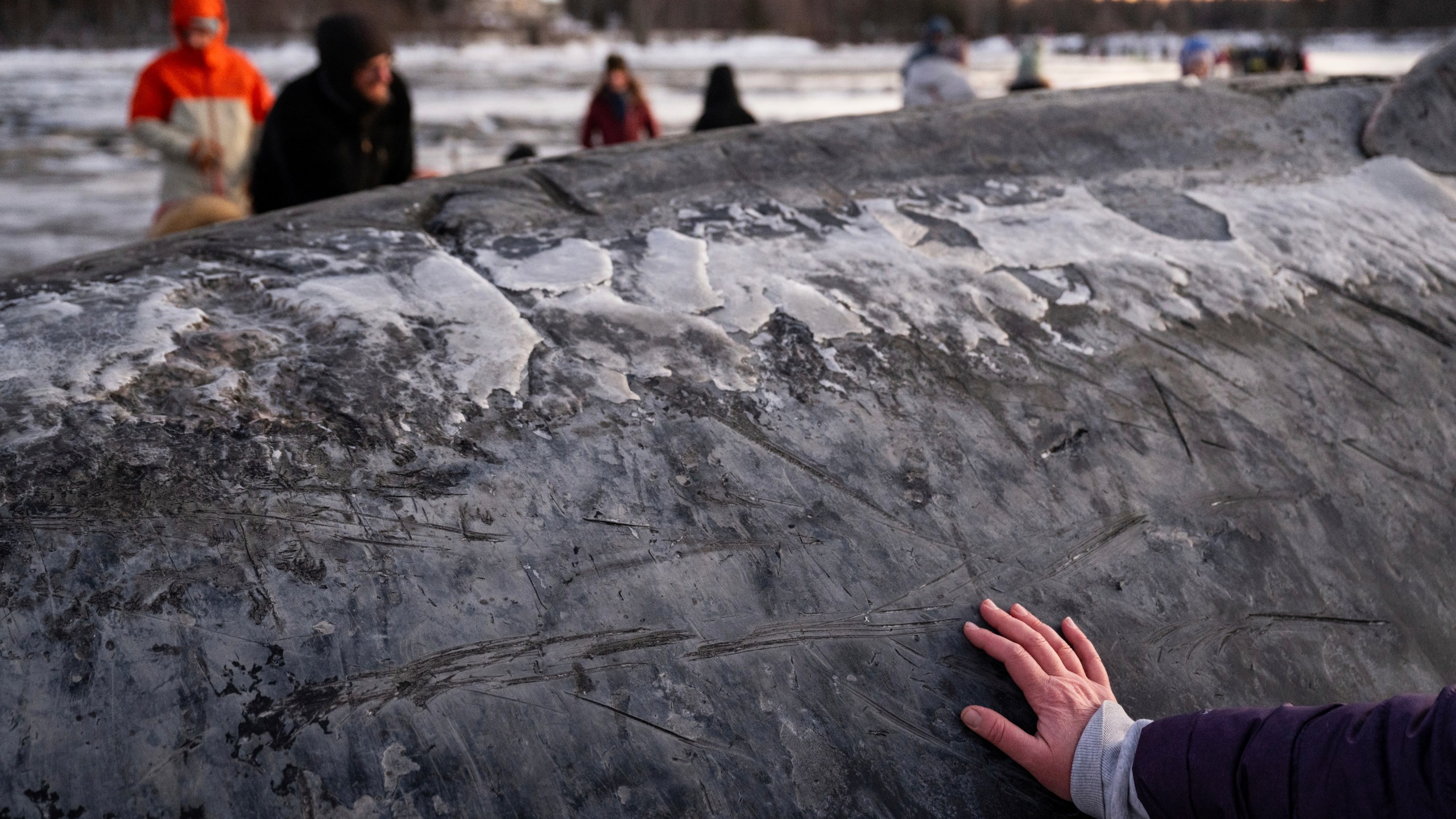 A visitor touches the skin of a fin whale carcass on the coastal mudflats near Anchorage, Alaska, Monday, Nov. 18, 2024. (Marc Lester/Anchorage Daily News via AP)