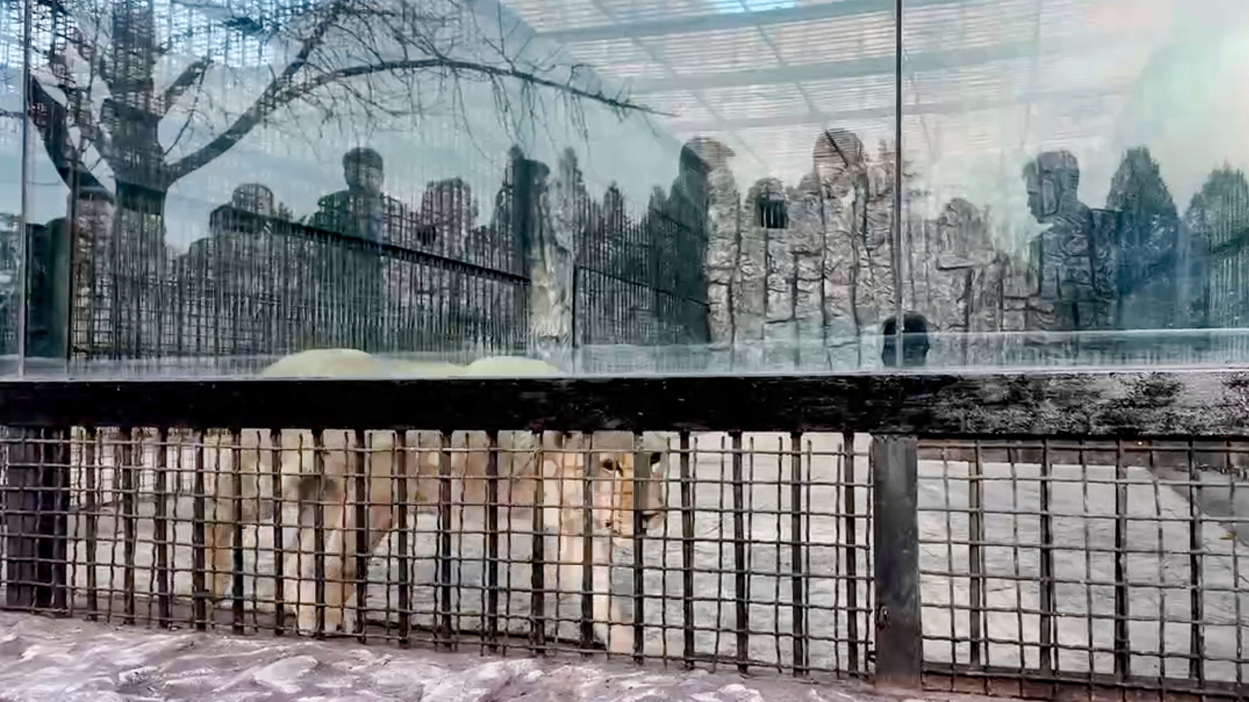 In this photo taken from video released by the Moscow Zoo official telegram channel on Wednesday, Nov. 20, 2024, lion is seen in an enclosure in the zoo of Pyongyang in North Korea after being delivered as a gift from Russian President Vladimir Putin. (Moscow Zoo official telegram channel via AP)