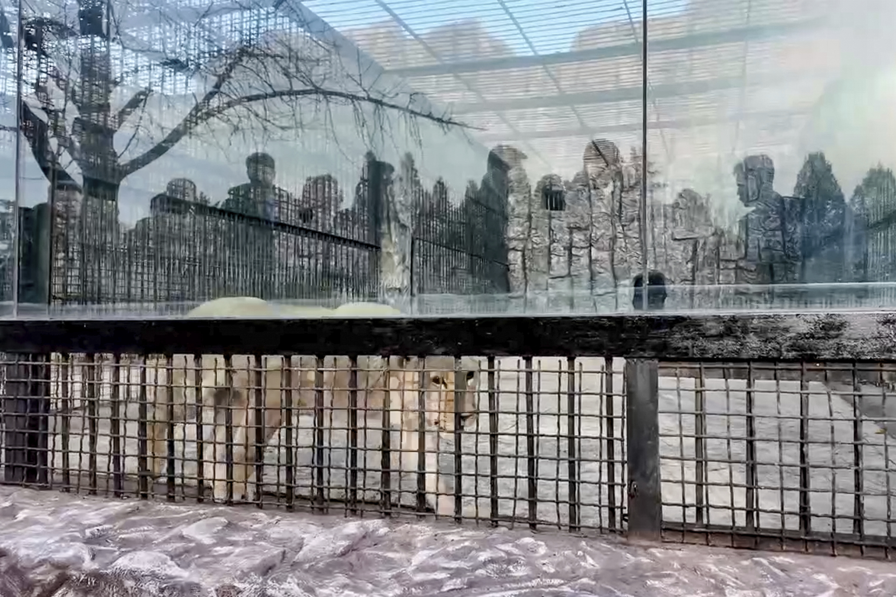 In this photo taken from video released by the Moscow Zoo official telegram channel on Wednesday, Nov. 20, 2024, lion is seen in an enclosure in the zoo of Pyongyang in North Korea after being delivered as a gift from Russian President Vladimir Putin. (Moscow Zoo official telegram channel via AP)