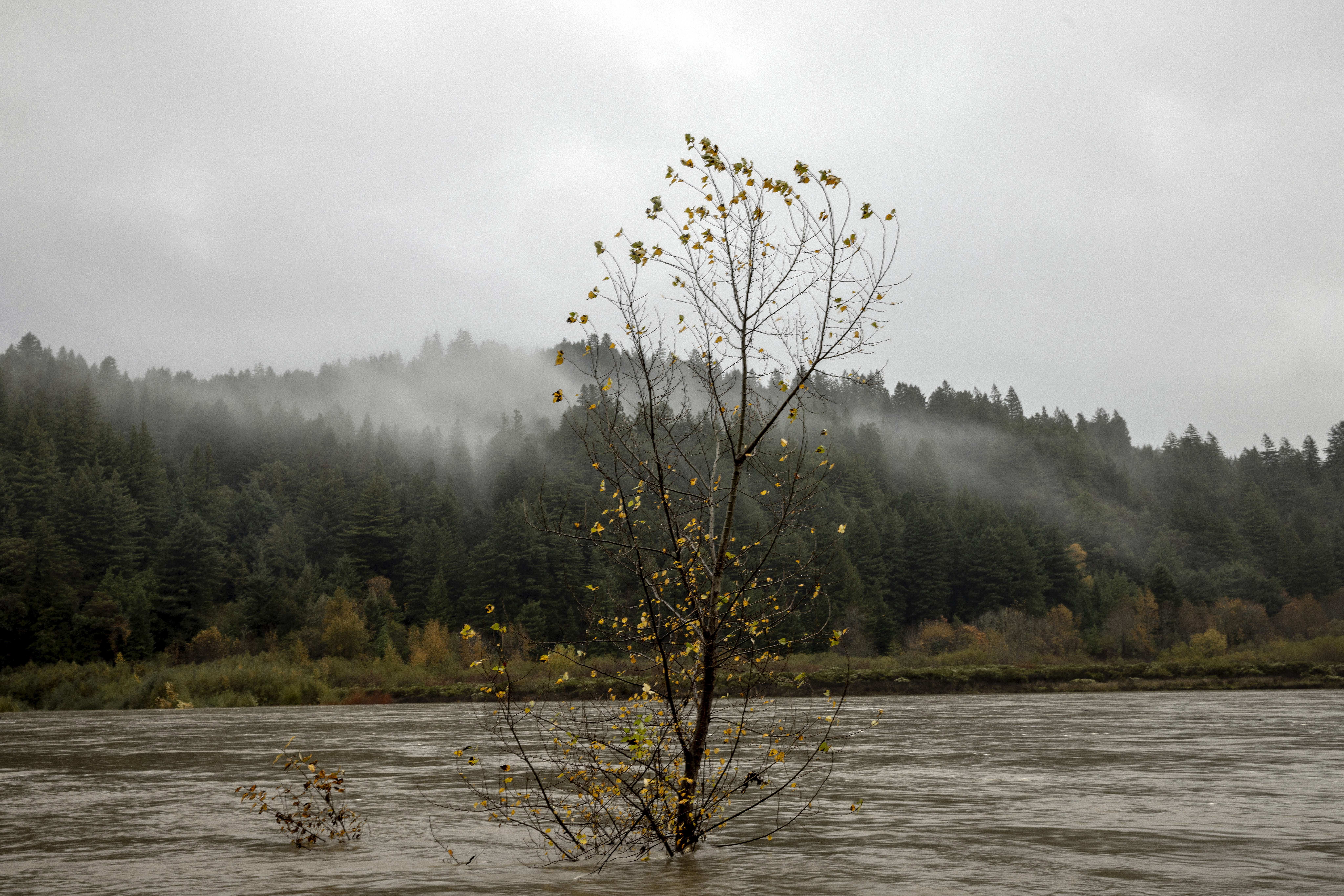 A tree stands amongst running water along the swollen Eel River near Scotia, Calif., Thursday, Nov. 21, 2024. (Stephen Lam/San Francisco Chronicle via AP)