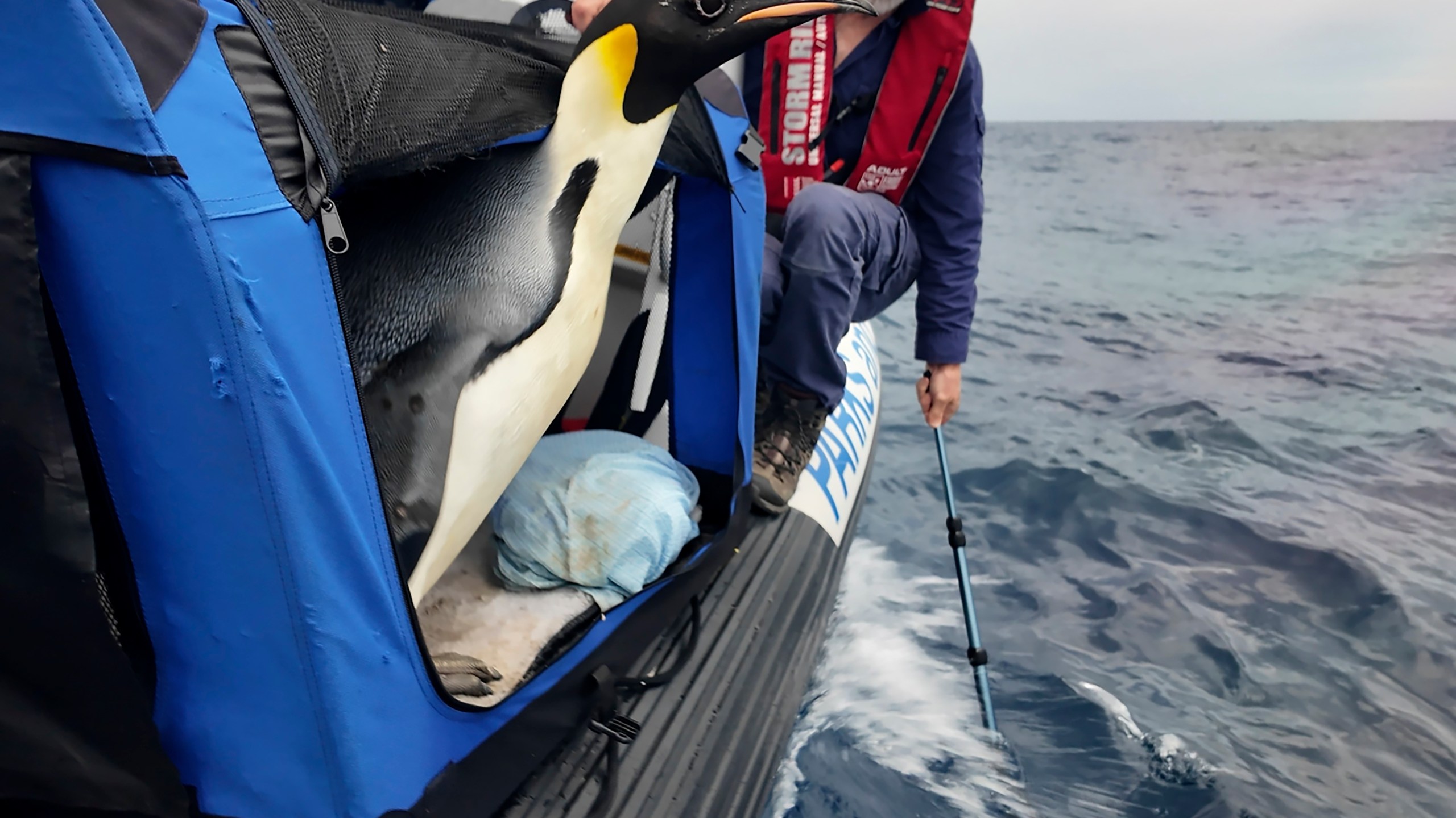 In this photo released by Department of Biodiversity, Conservation and Attractions (DBCA), a male emperor penguin dubbed Gus, is released back into the ocean off the south coast of Western Australia, Wednesday Nov. 20, 2024. (Miles Brotherson/DBCA via AP)