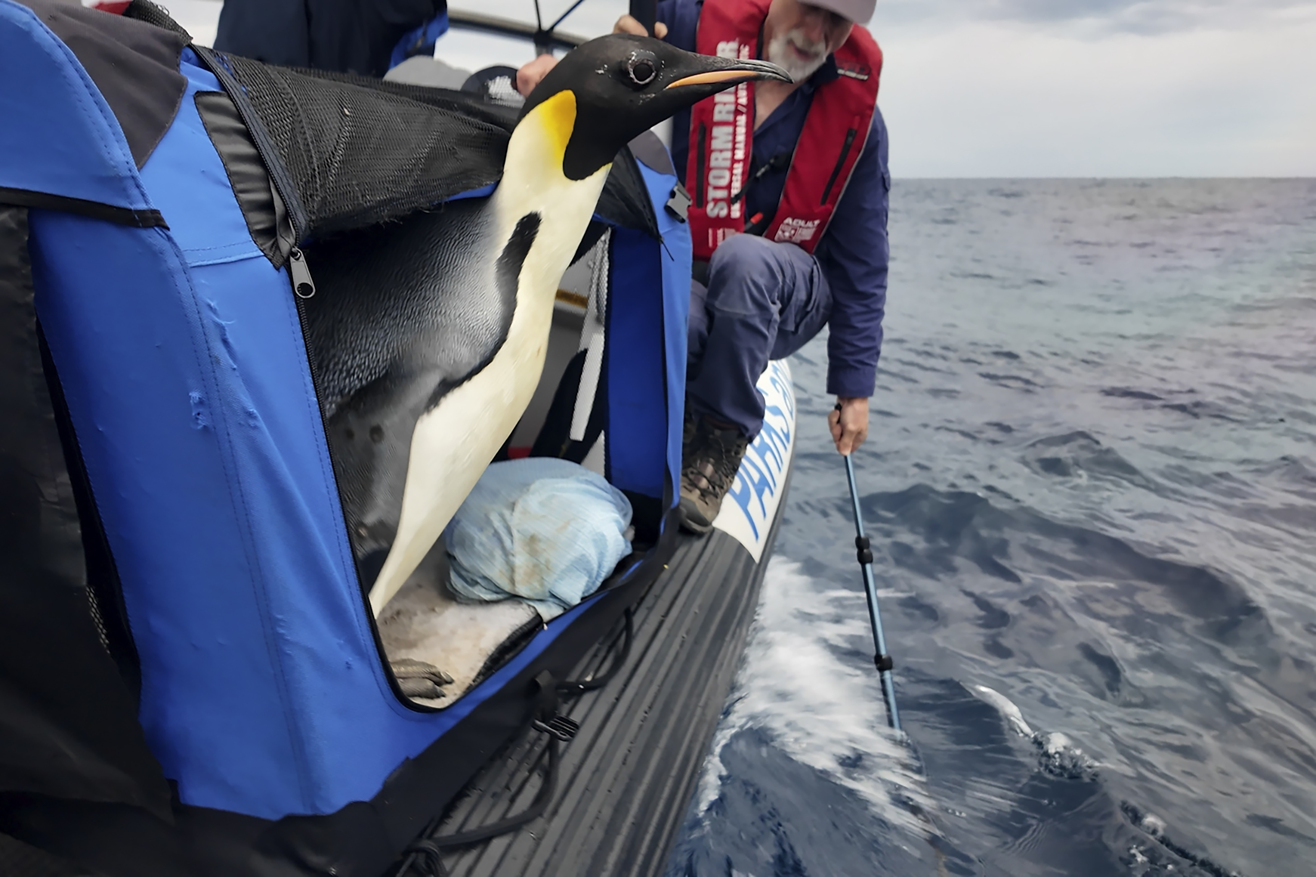 In this photo released by Department of Biodiversity, Conservation and Attractions (DBCA), a male emperor penguin dubbed Gus, is released back into the ocean off the south coast of Western Australia, Wednesday Nov. 20, 2024. (Miles Brotherson/DBCA via AP)