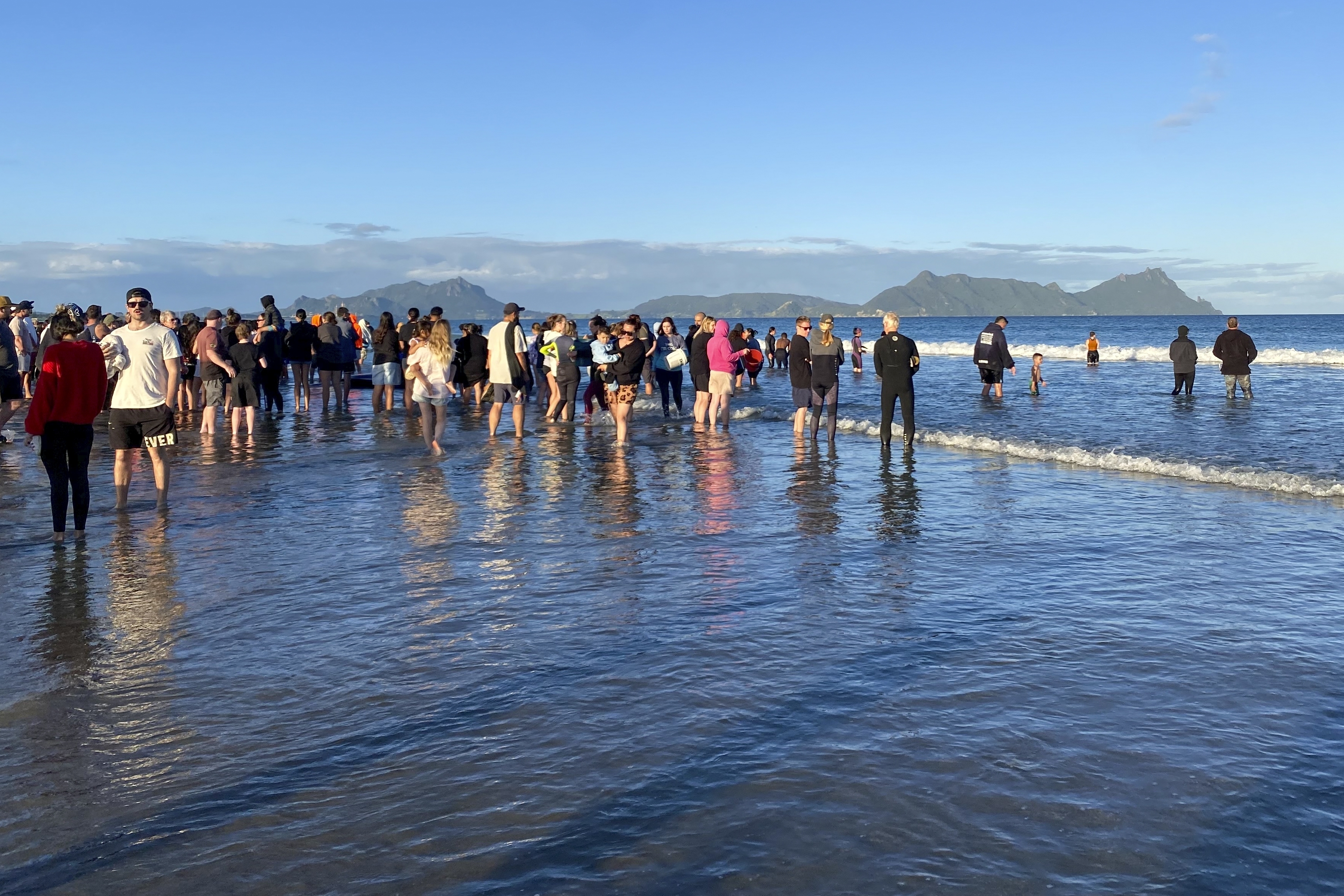 Rescuers stand in the water as they help refloat stranded pilot whales on Ruakākā Beach in northland, New Zealand, Sunday, Nov. 24, 2024. (Nikki Hartley/New Zealand Department Of Conservation via AP)