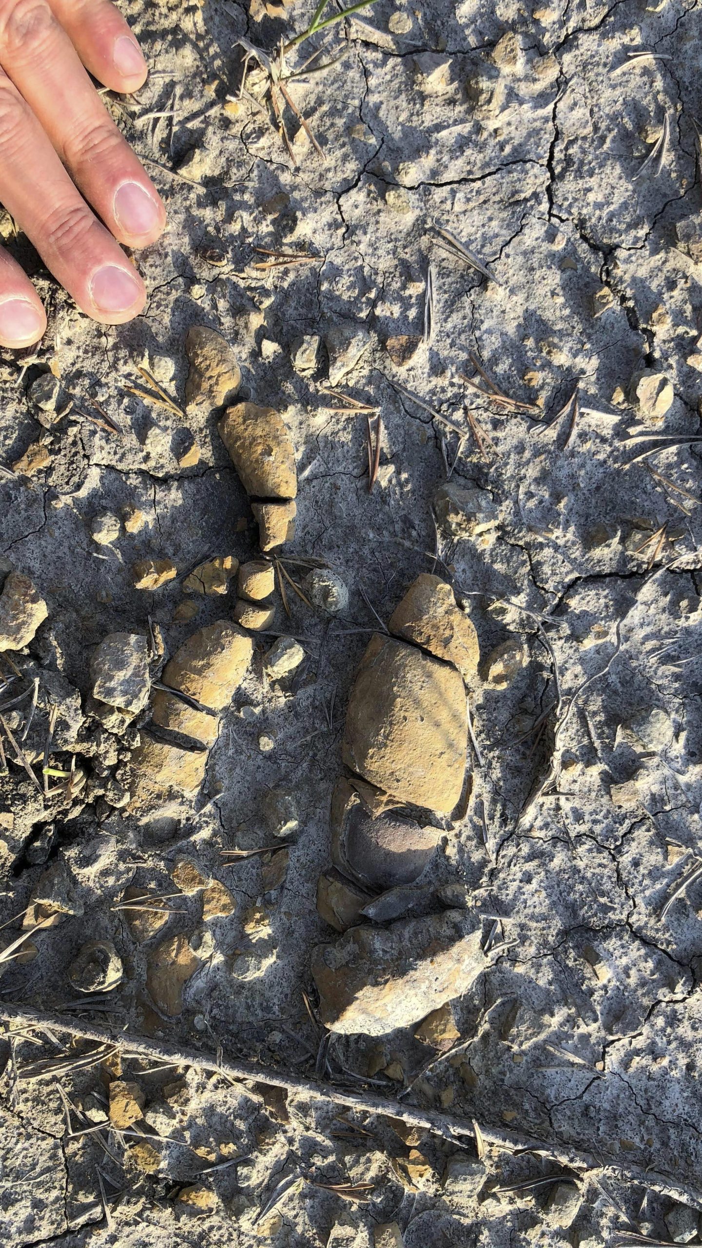 This undated photo provided by Grzegorz Niedzwiedzki shows fossilized plant-eating dinosaur poop found in Soltykow, Poland. (Grzegorz Niedzwiedzki via AP)