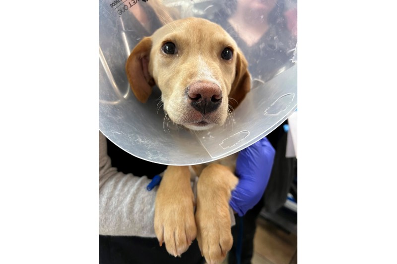 After surviving a plane crash in the Catskill Mountains on Sunday, Whiskey, a Labrador-mix puppy, rests at the Pieper Memorial Veterinary Center, Tuesday, Nov. 26, 2024, in Middletown, Conn. (Jesse Ferguson, Pieper Memorial Veterinary Center via AP)