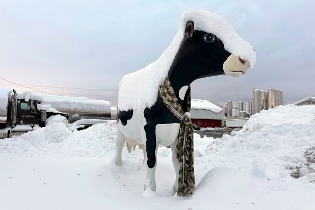 Snow rests on top of a cow sculpture in Lowville, N.Y., on Sunday Dec, 1, 2024. (AP Photo/Cara Anna)