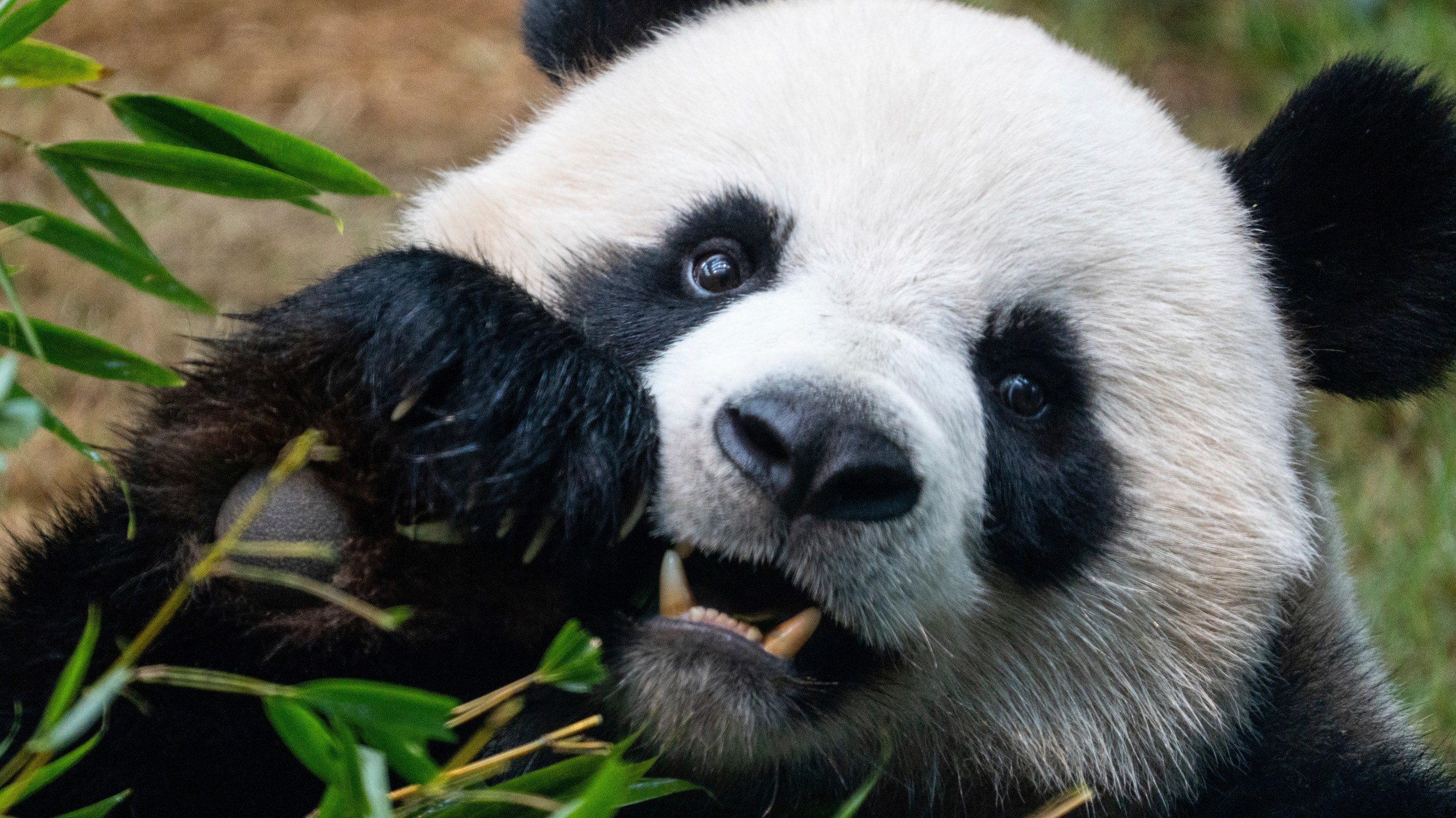 The Beijing-gifted giant panda An An makes his debut appearance to media in Ocean Park during a preview event in Hong Kong, Monday, Dec. 2, 2024. (AP Photo/Chan Long Hei)