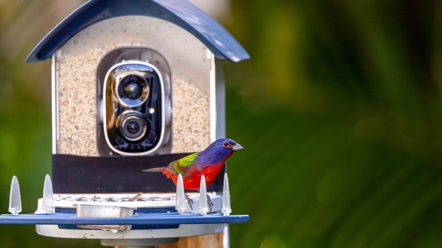 Best Smart Bird Feeders