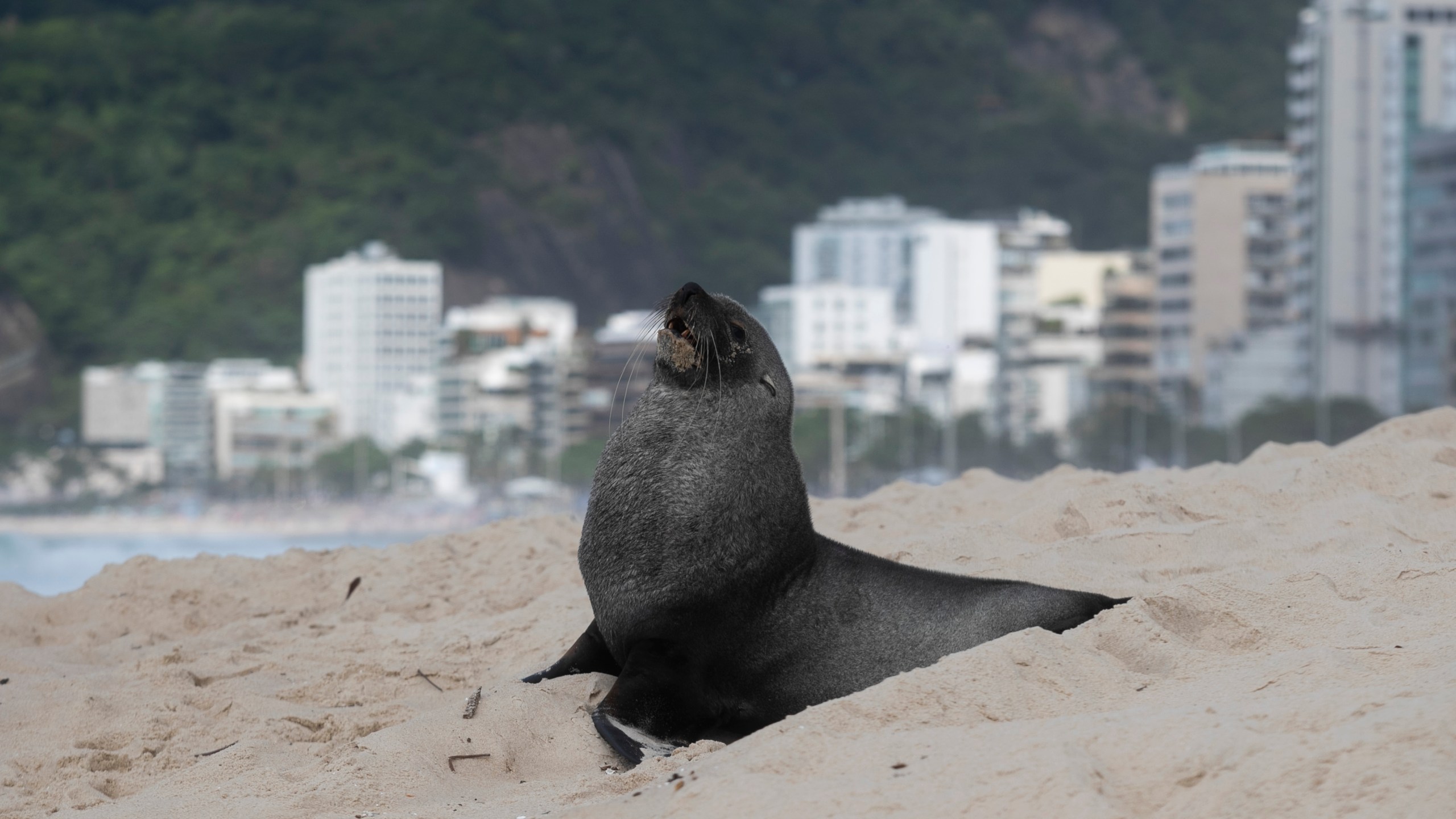 A fur seal stands on Ipanema beach in Rio de Janeiro, Wednesday, Dec. 18, 2024. (AP Photo/Bruna Prado)