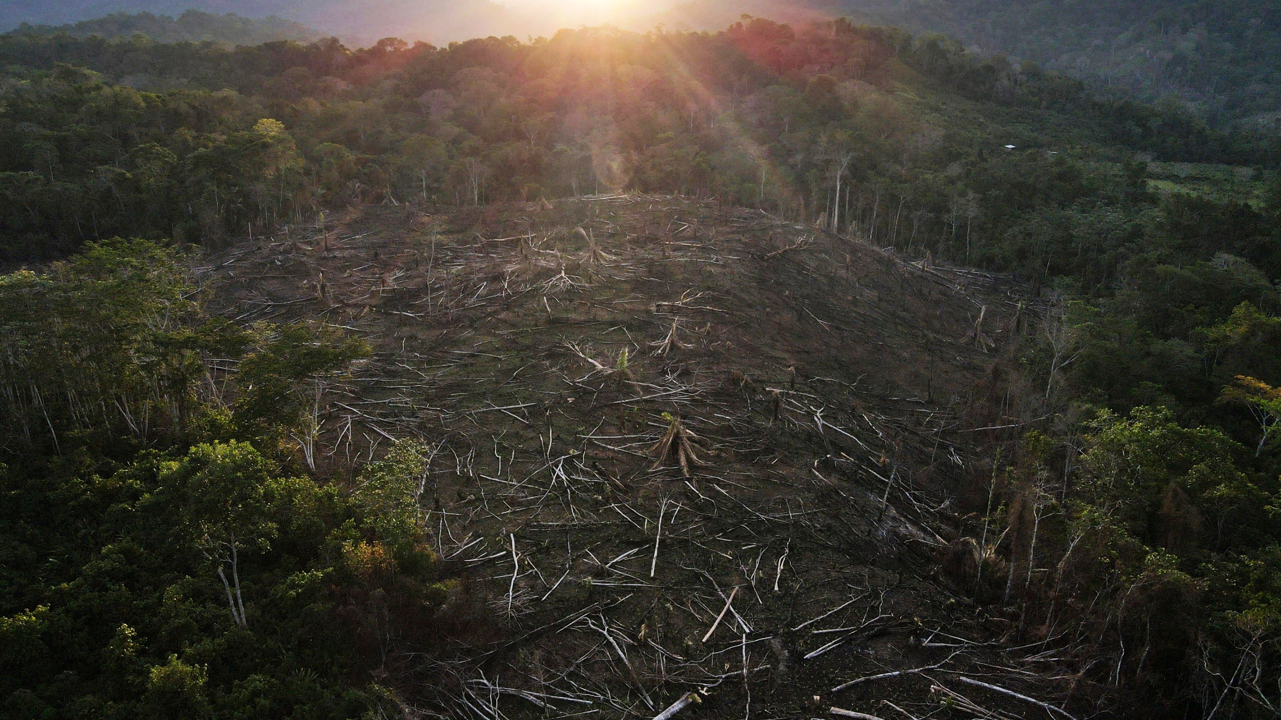 FILE - Cut down trees lie within view of the Cordillera Azul National Park in Peru's Amazon, Oct. 3, 2022. (AP Photo/Martin Mejia, File)