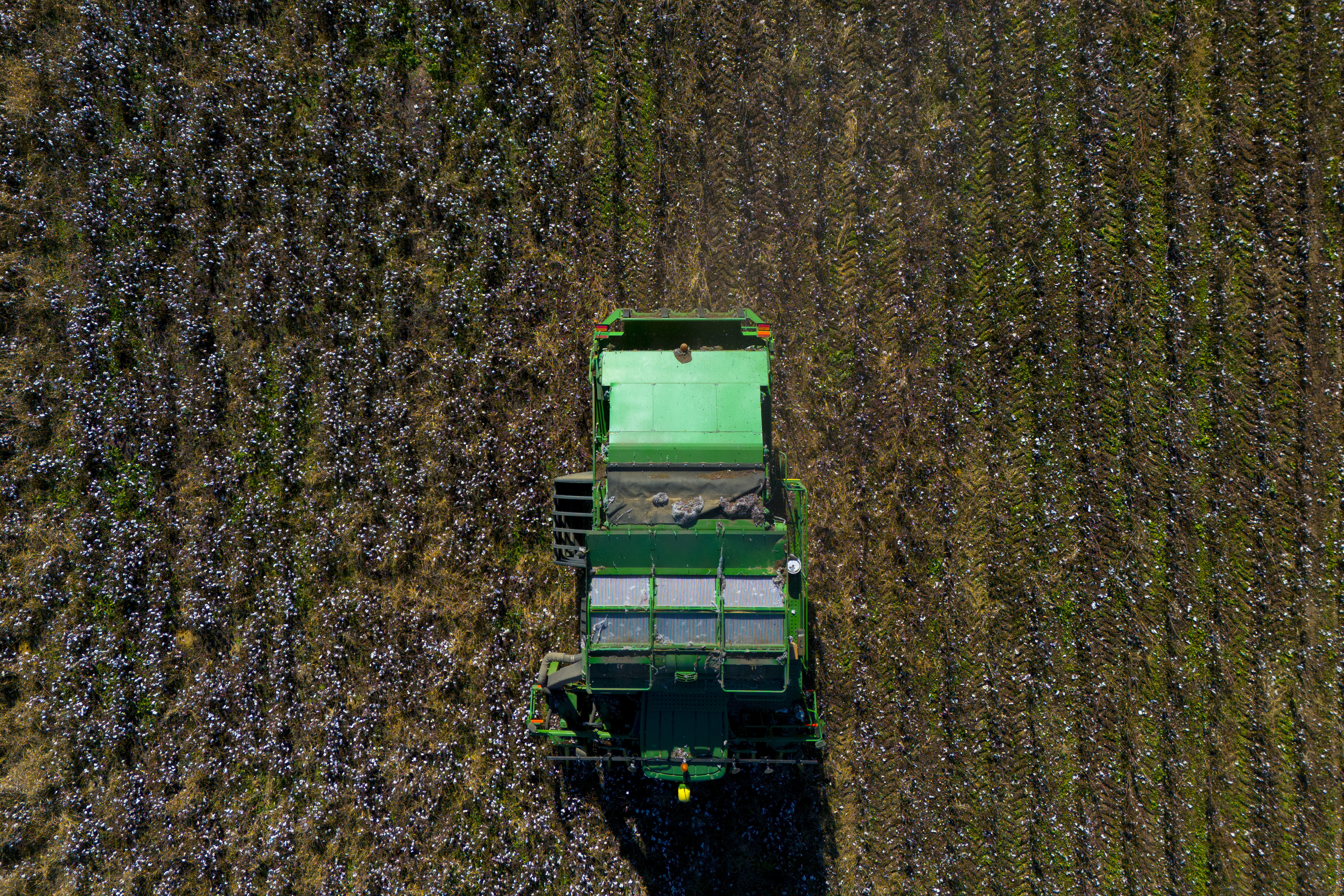 A cotton picker works in a field of cotton, Friday, Dec. 6, 2024, near Lyons, Ga. (AP Photo/Mike Stewart)