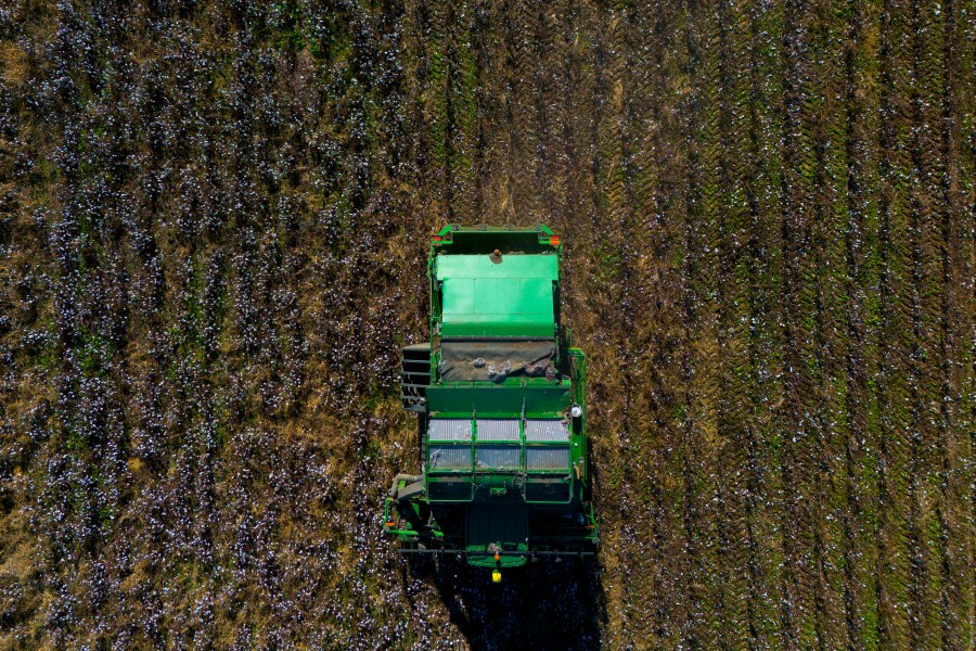 A cotton picker works in a field of cotton, Friday, Dec. 6, 2024, near Lyons, Ga. (AP Photo/Mike Stewart)