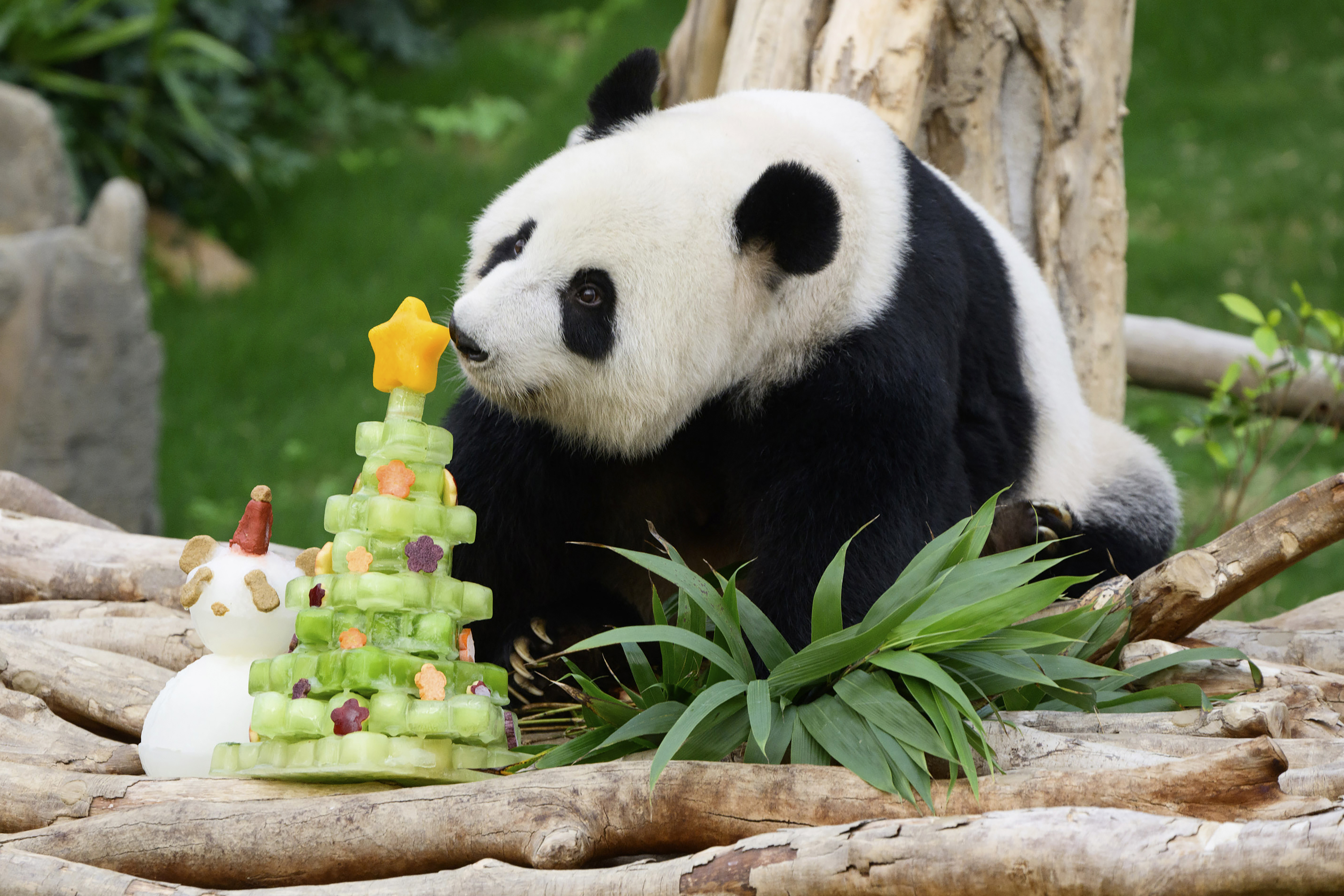 In this photo released by Hong Kong Ocean Park, Giant Panda Ying Ying sniffs at a Christmas tree icicle at the Ocean Park in Hong Kong on Dec. 19, 2024. (Hong Kong Ocean Park via AP)