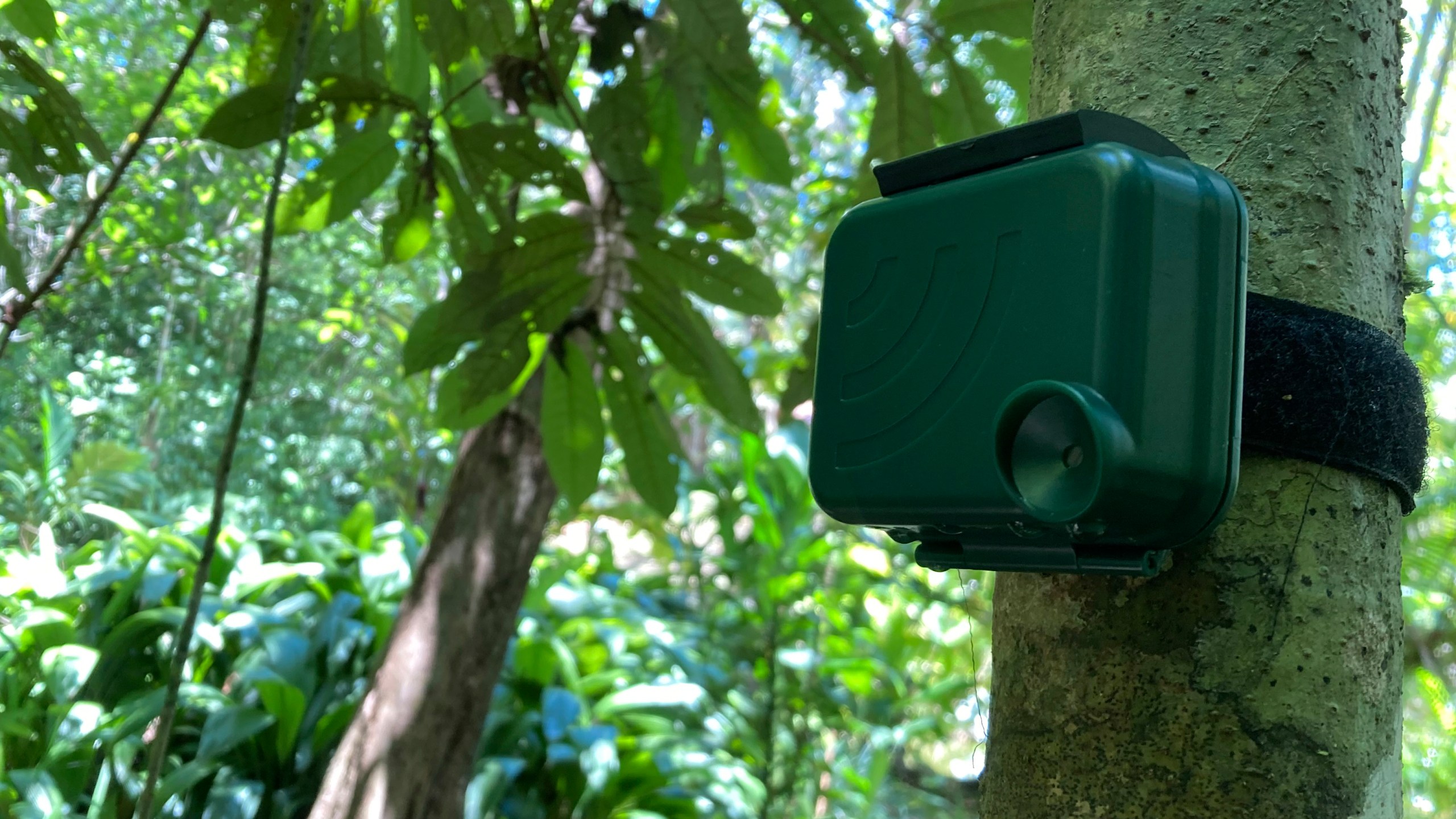 FILE - An audio device is attached to a tree to listen for the calls of endangered spider monkeys at the private Rio Nuevo Nature Reserve on Costa Rica's Osa Peninsula on March 20, 2023. (AP Photo/Matt O'Brien, File)