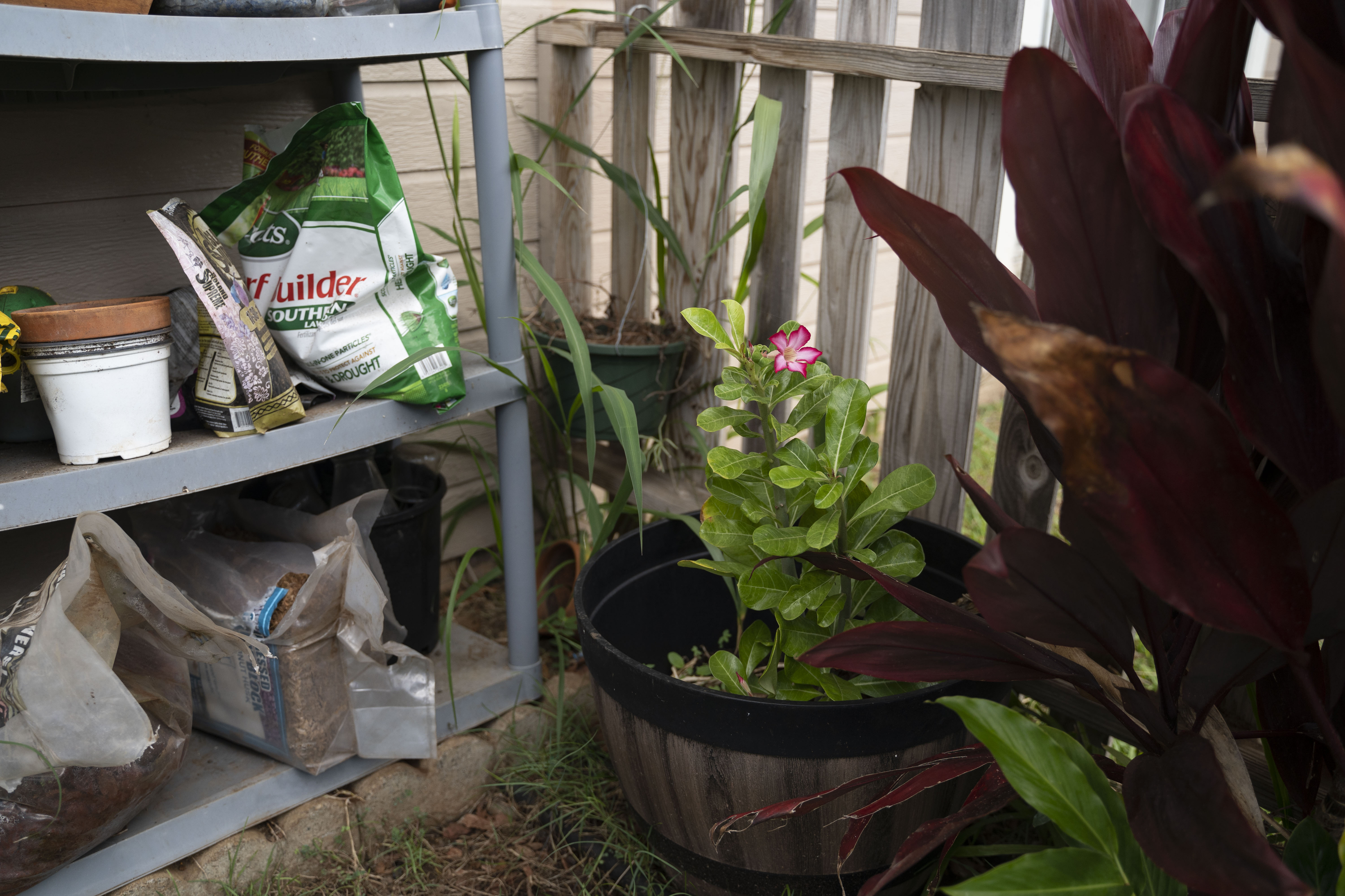 A Desert Rose blooms for the first time after the Lahaina wildfire, in Tamara Akiona's yard, Thursday, Dec. 12, 2024, in Wailuku, Hawaii. The Desert Rose was the only plant that survived at Akiona's house after the Lahaina fire. (AP Photo/Mengshin Lin)