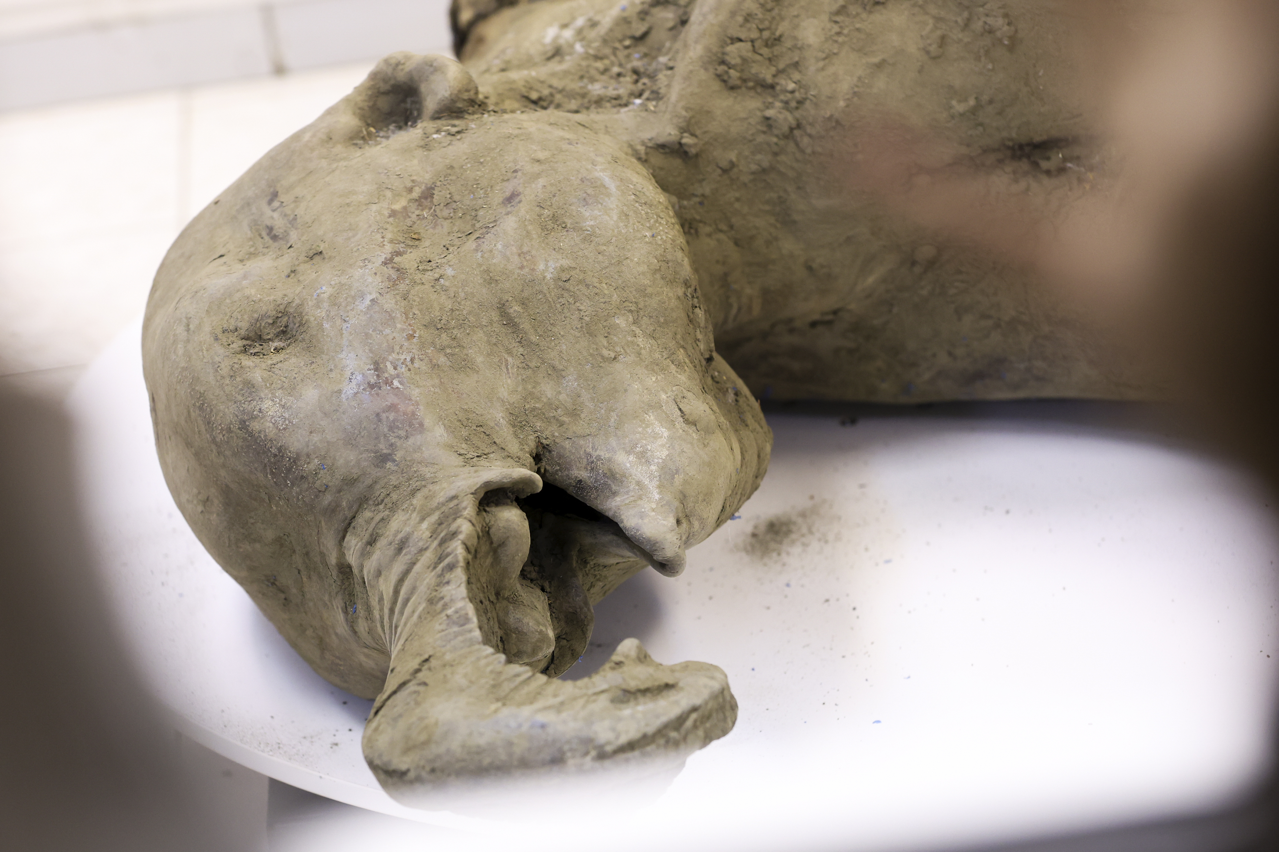 In this photo released by the Mammoth Museum at the Russian North-Eastern Federal University on Monday, Dec. 23, 2024, the remains of a 50,000-year-old baby mammoth uncovered by melting permafrost in Russia's Siberia, is displayed. (Michil Yakovlev, Mammoth Museum at the Russian North-Eastern Federal University telegram channel via AP)