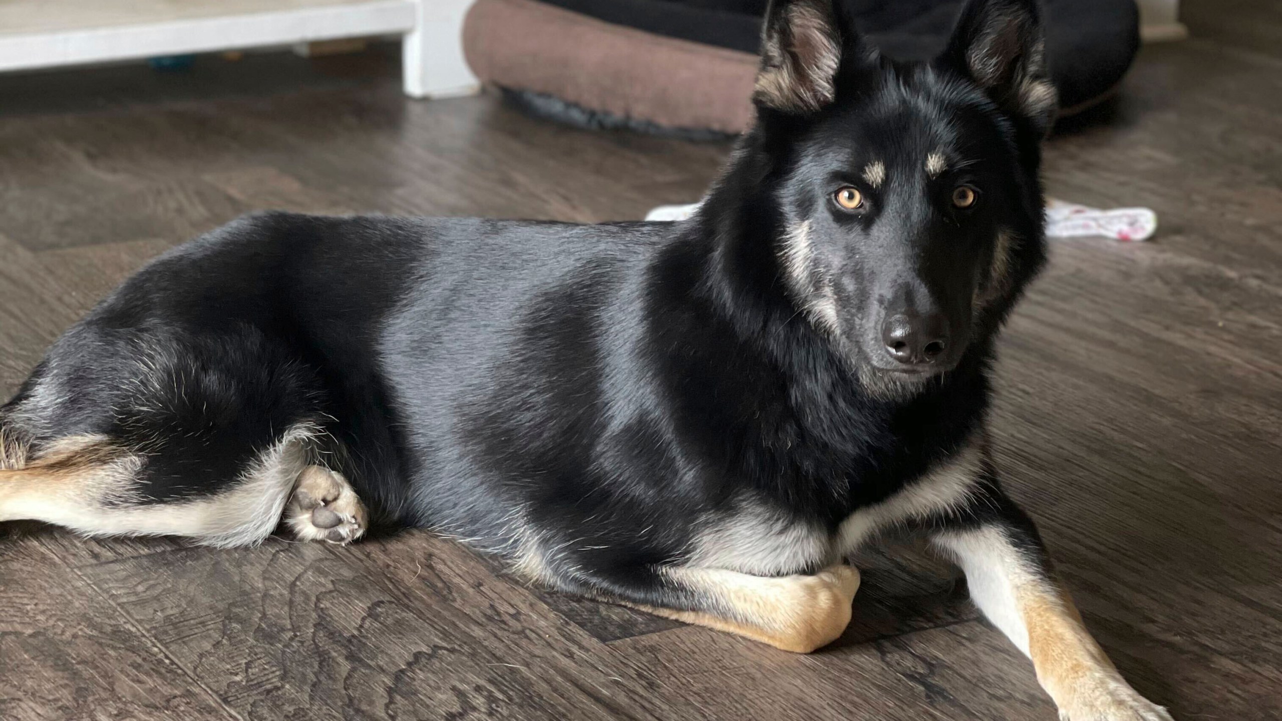 This photo provided by Brooke Comer on Friday, Dec. 27, 2024, shows Athena, a 4-year-old German shepherd and husky mix, who returned home to her Florida family in the middle of the night on Christmas Eve 2024 by ringing the doorbell, ending a more than weeklong mass search among her community. (Brooke Comer via AP)