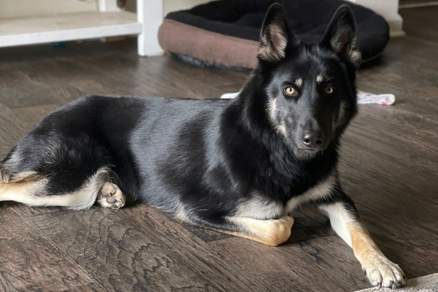 This photo provided by Brooke Comer on Friday, Dec. 27, 2024, shows Athena, a 4-year-old German shepherd and husky mix, who returned home to her Florida family in the middle of the night on Christmas Eve 2024 by ringing the doorbell, ending a more than weeklong mass search among her community. (Brooke Comer via AP)