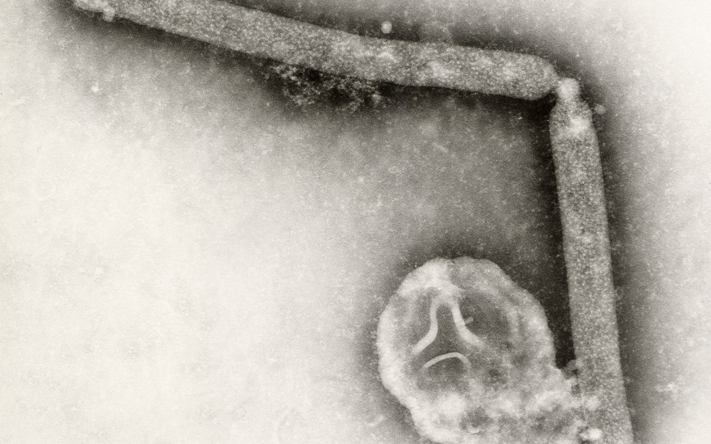 FILE - This undated electron microscopic image provided by the Centers for Disease Control and Prevention shows two Influenza A (H5N1) virions, a type of bird flu virus. (Cynthia Goldsmith, Jackie Katz/CDC via AP, File)