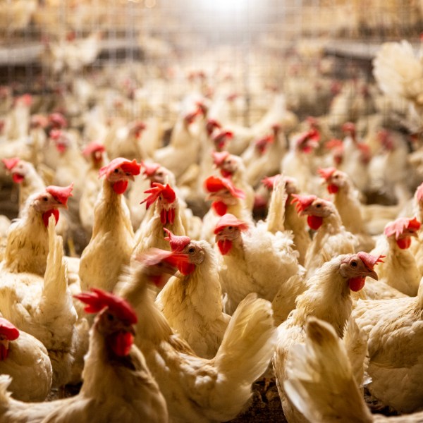 Interior of chicken farm with many white chickens